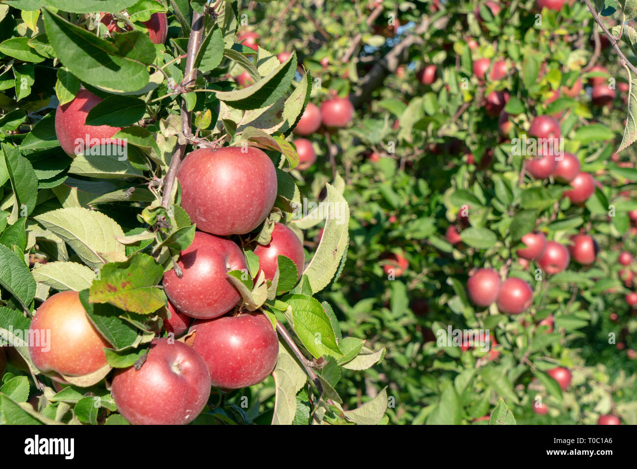 Apple Orchard with Red Apples ready to be harvested. Stock Photo