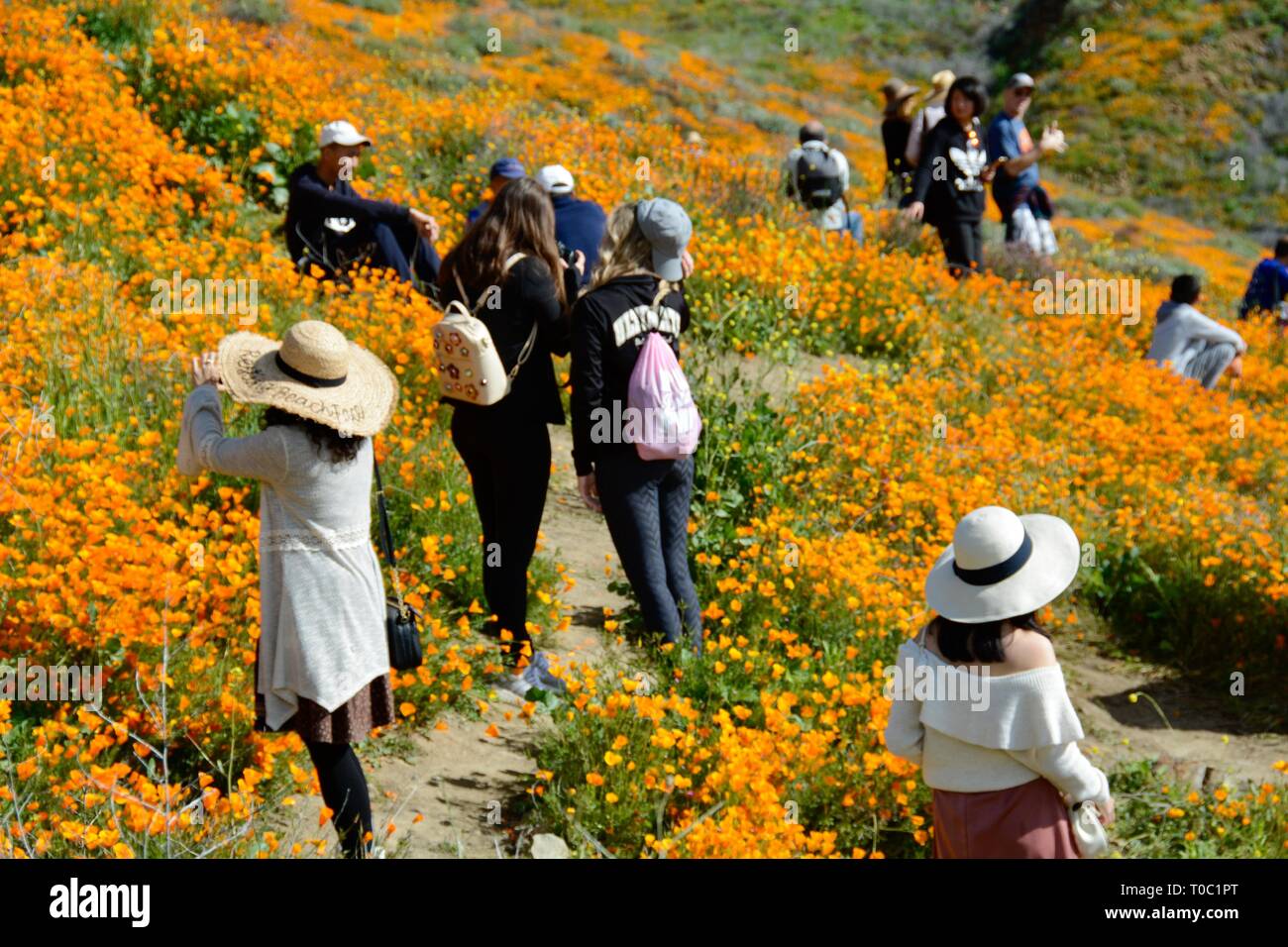 Super Bloom 2019. Tourists strayed off the trails, trampling the fragile golden poppies in their quest for photos at the now-closed Walker Canyon. Stock Photo