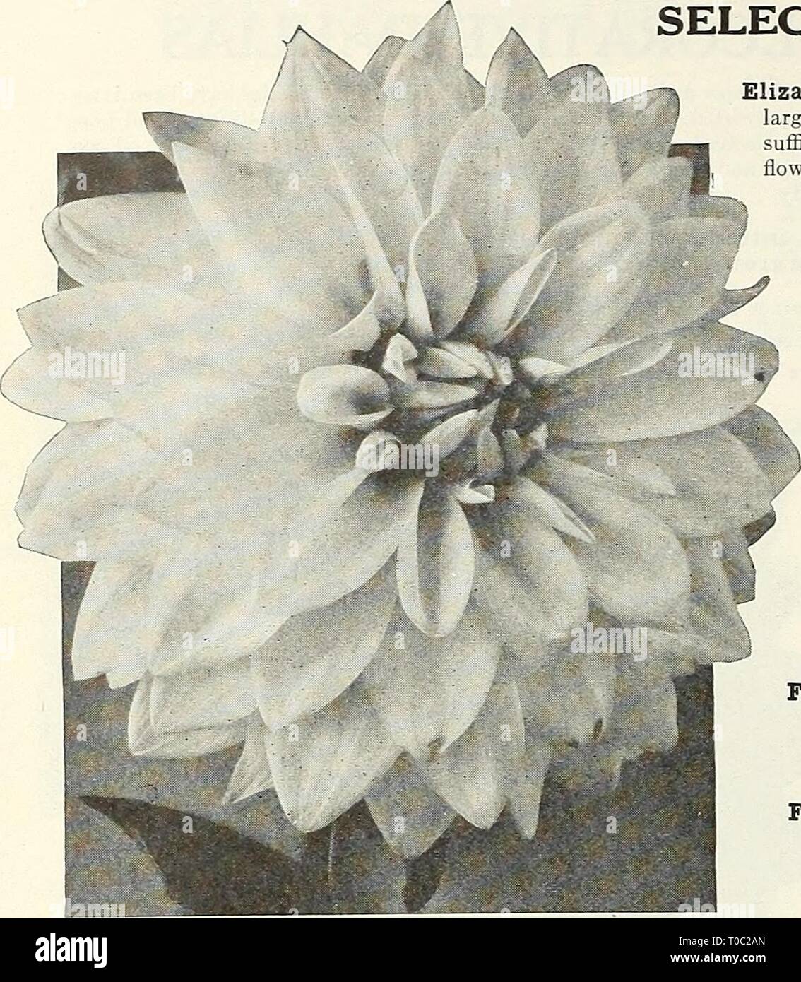 Dreer's garden book 1926 (1926) Dreer's garden book 1926 dreersgardenbook1926henr Year: 1926  148 (flEmyAJKEE^ .gardens™ GREENHOUSE pLANTA &gt;HlLSIlElPm    Decorative Dahlia, Duchesse de Vendome Dolly Varden. One of the earliest and freest flowering varieties with wonderfully beautiful good sized flowers. The petals curling and twisting delightfully develop a most graceful and attractive bloom of irregular formation. Its color is also most pleasing, a pretty shade of cameo-pink shading to a creamy- pink centre; a splendid cut flower and valuable for garden decoration. S3.00 each. Dolores. A s Stock Photo