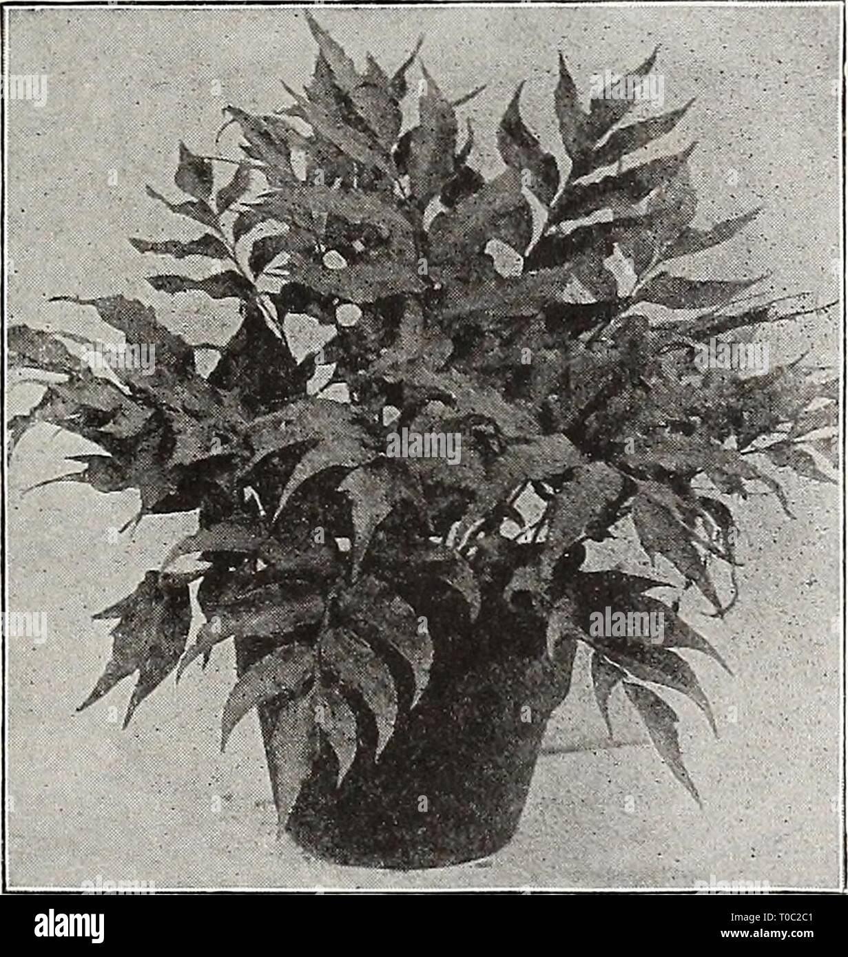 Dreer's garden book 1917 (1917) Dreer's garden book 1917 dreersgardenbook1917henr Year: 1917  Adiantum Farleyense Gloriosum Crytomium Caryotidium. cts. each. — Falcatum (Holly Fern). cts. each. 15 15 ||£|£. ' -•iMH 1seS&gt;- - ^ggi&fc H^S&gt; K ^^^ ^ Cyrtomium (Holy Fern) Lygodium Japonicum. — Scandens. 15 cts. each. — Fortunei. 15 cts. each. Davallia Affinis. 25 cts. each. — Epiphylla. 50 cts. each. Goniophlebium Subauricula= tum. If grown in a suspended basket in a moist conservatory will produce fronds 8 to 10 feet long. 50 cts. each. Lastrea Chrysoloba. 20 cts. each. Lomaria Ciliata. A dwa Stock Photo