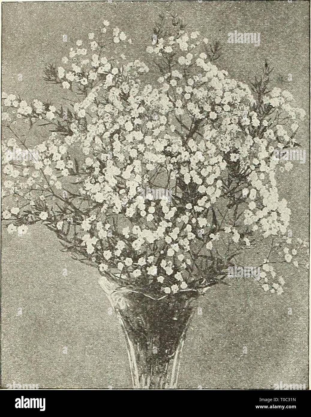 Dreer S Garden Book 1924 1924 Dreer S Garden Book 1924 Dreersgardenbook1924henr Year 1924 180 Flerflya Bkee Hardy Perennial Pimts Gt Mlmmipiffiik Gypsophila Paniculata Fl Pl Gypsophila Baby S Breath The Gypsophilas Will Thrive In Any Soil Dreer S Garden Book 1924 1924 Dreer S Garden Book 1924 Dreersgardenbook1924henr Year 1924 180 Flerflya Bkee Hardy Perennial Pimts Gt Mlmmipiffiik Gypsophila Paniculata Fl Pl Gypsophila Baby S Breath The Gypsophilas Will Thrive In Any Soil