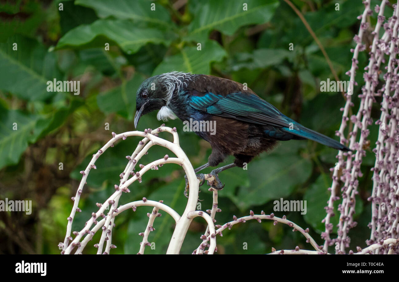 New Zealand Tui bird feeding on ripening Nikau palm berries Stock Photo