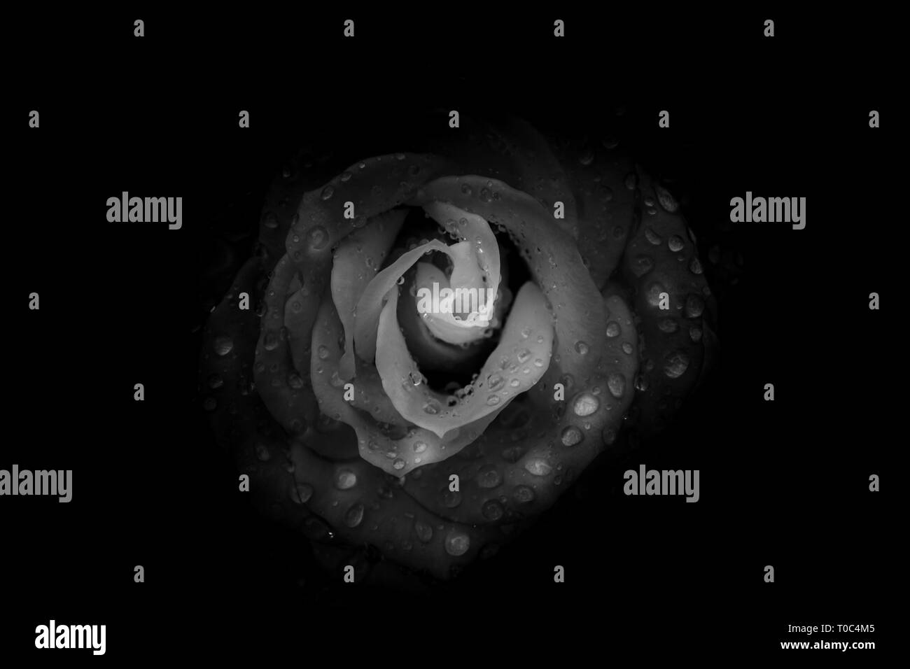 Beautiful Single Rose with Waterdrops on Black Background, Black and White style Stock Photo