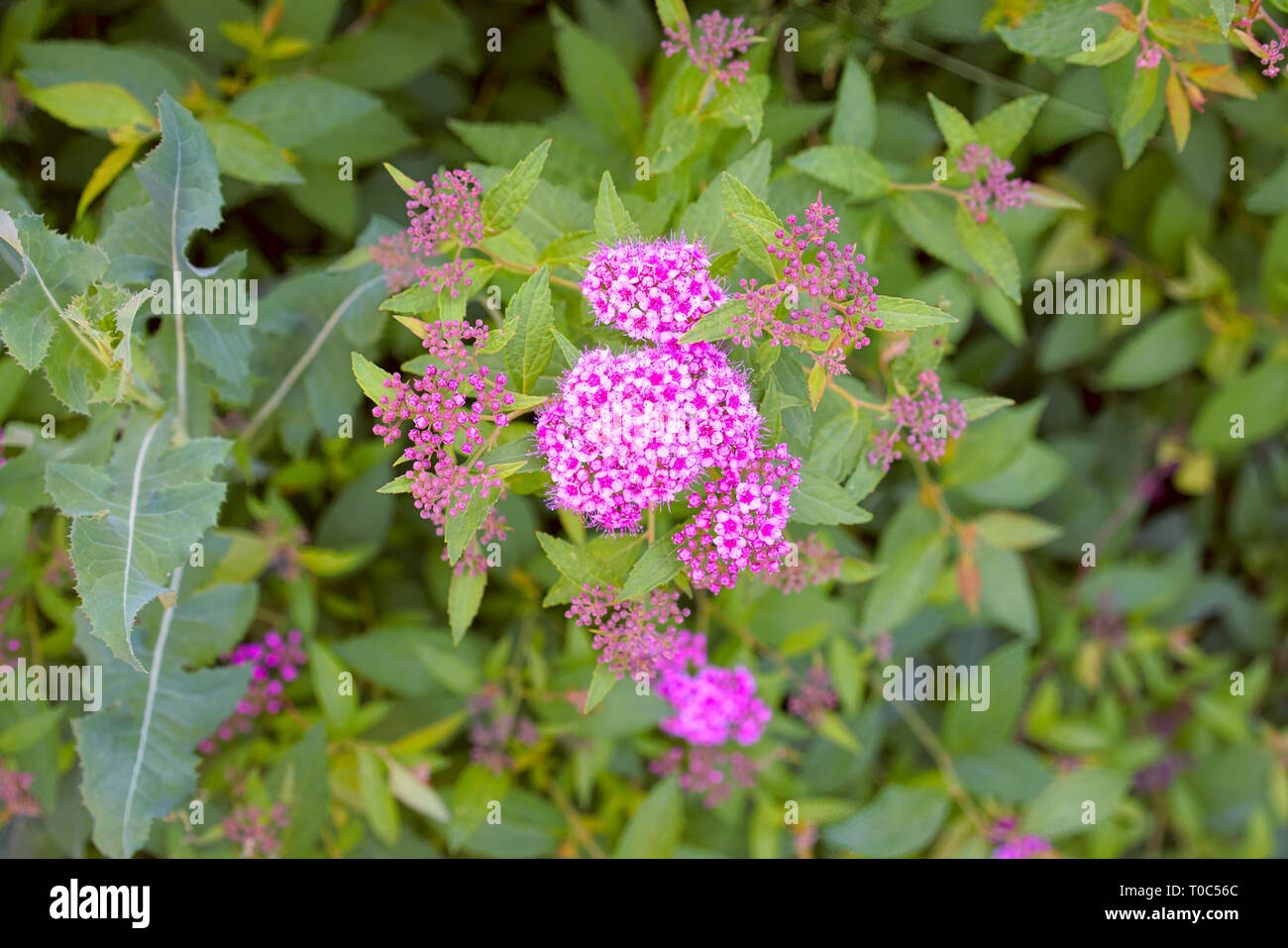 Spiraea Japonica, Japanese Meadowsweet, Japanese Spiraea, Or Korean 