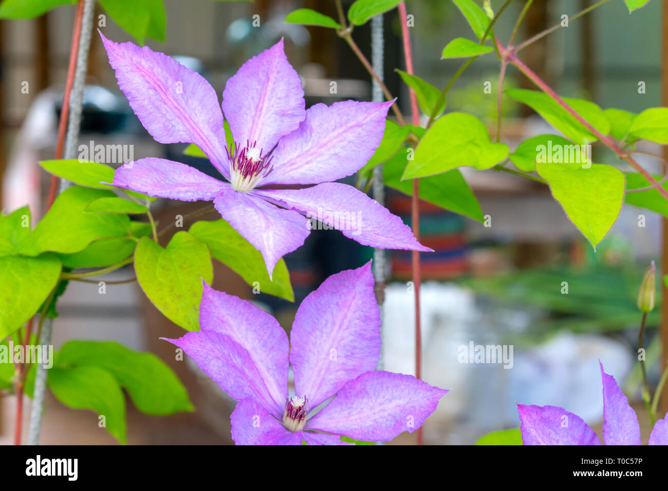 Large-Flowered Clematis (Clematis x jackmanii) Stock Photo