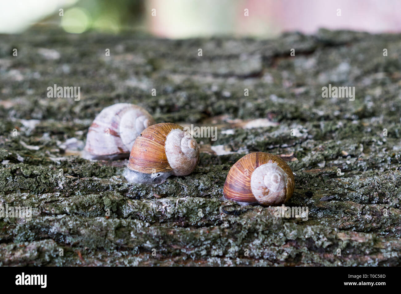 Garden snails group hires stock photography and images Alamy