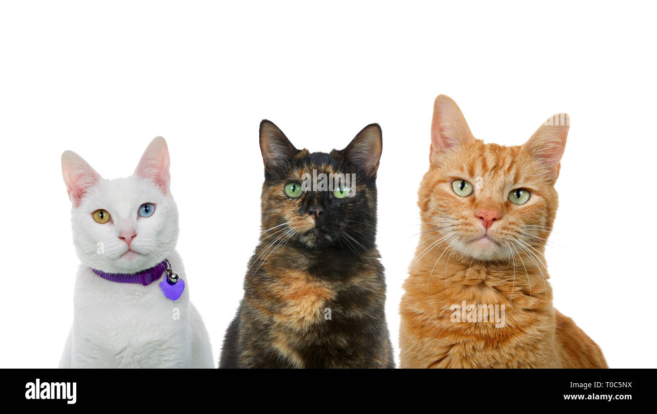 Three cats in a row isolated on white. White cat with heterochromia, black and orange cats. Stock Photo