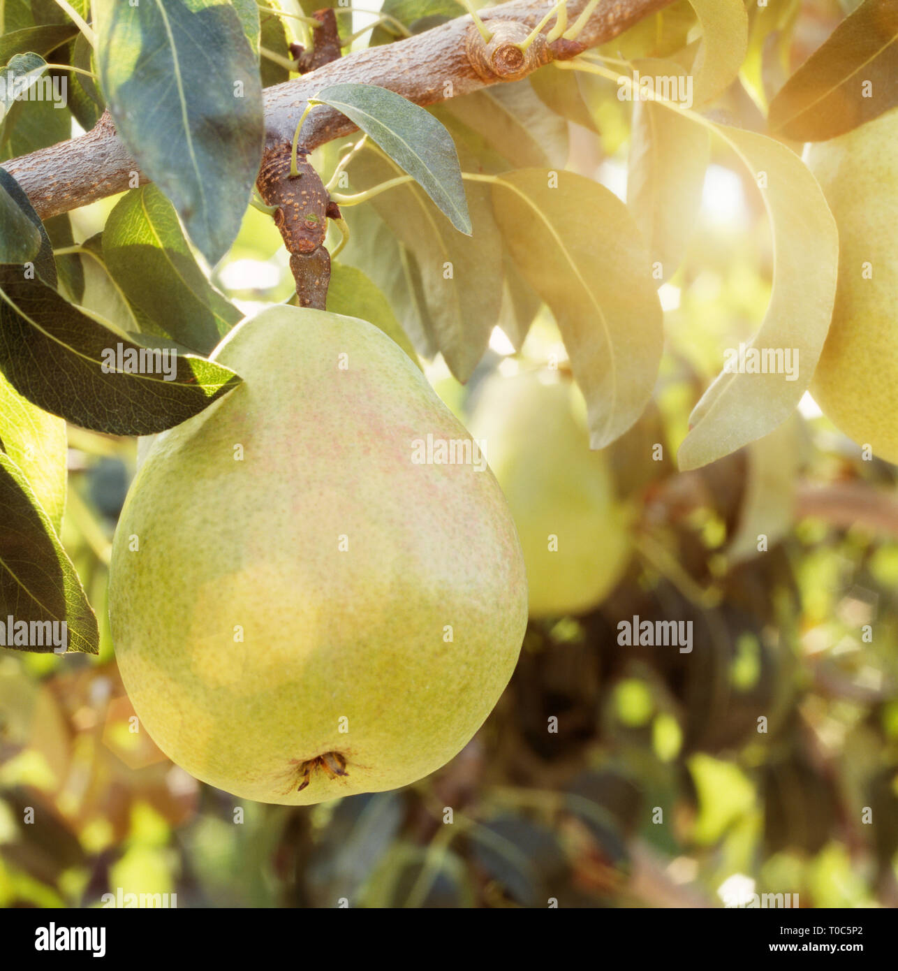 Sun shining on beautiful ripe d'anjou anjou pear fruit hanging from tree in orchard Stock Photo