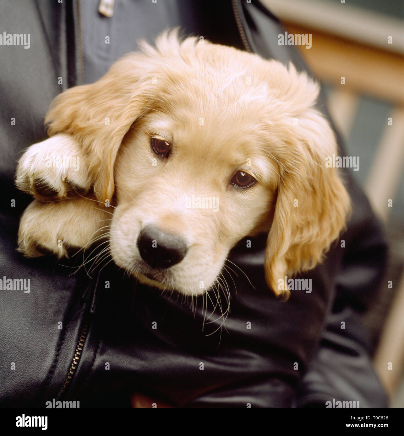 Cute golden lab labrador retriever puppy dog in man's coat jacket. People pet owners with animals. Stock Photo