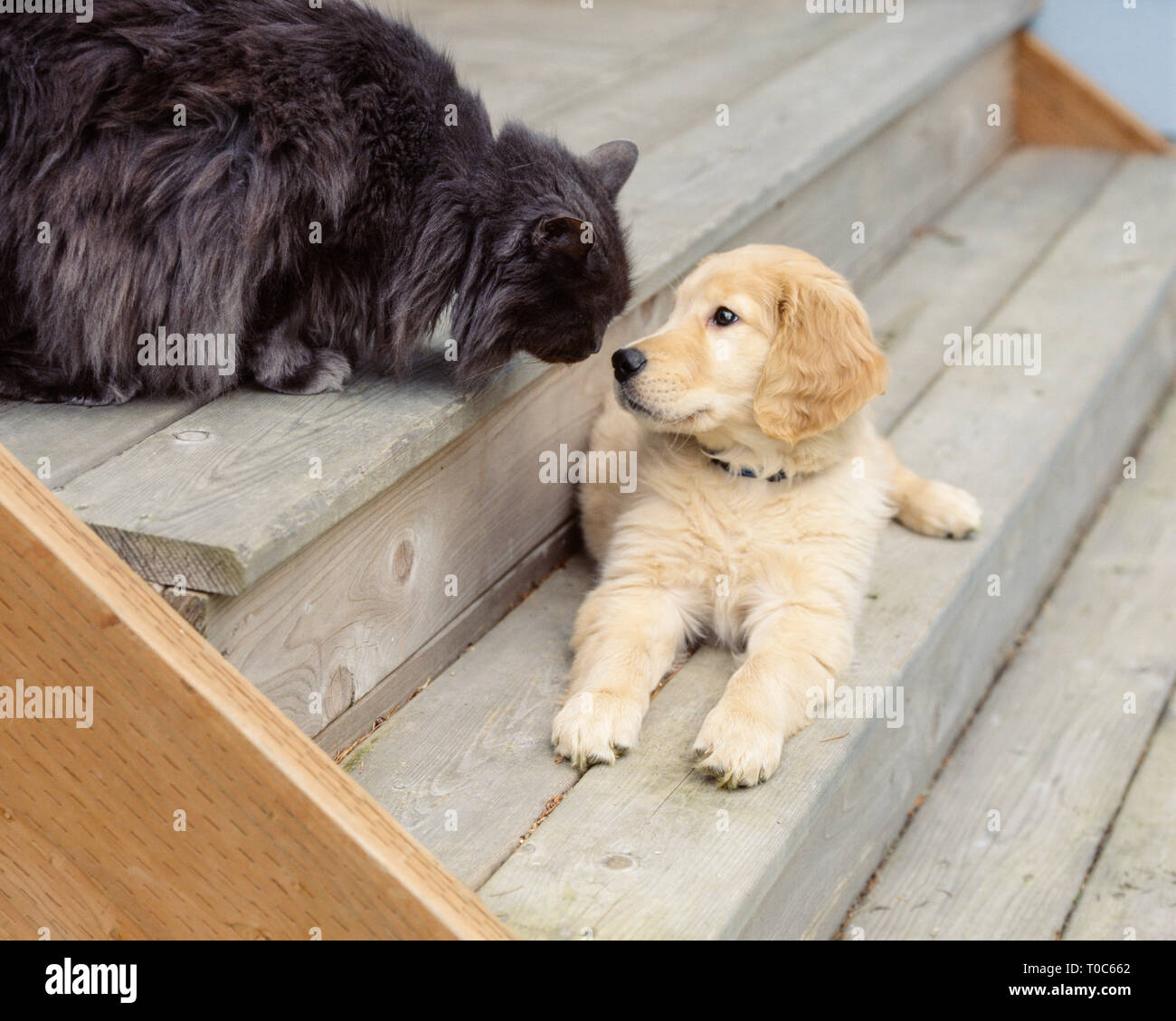 funny golden retriever puppies