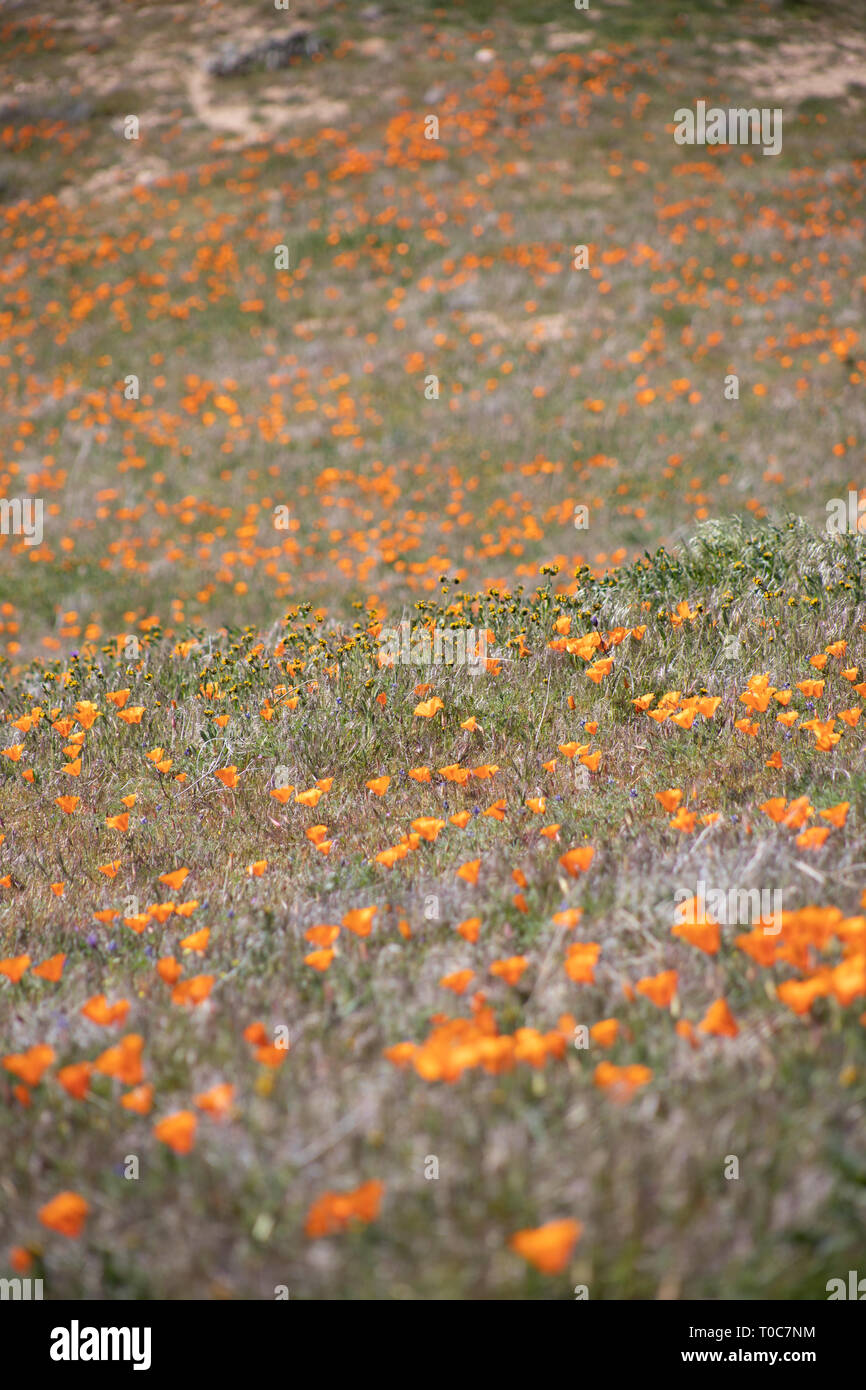 Wildflowers in southern California Stock Photo
