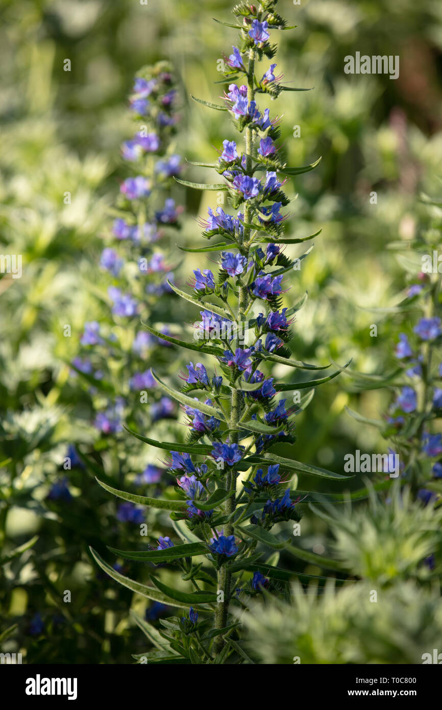 Delphinium Volkerfrieden is a tall and upright growing summer flowering garden plant with a blue flower. Stock Photo