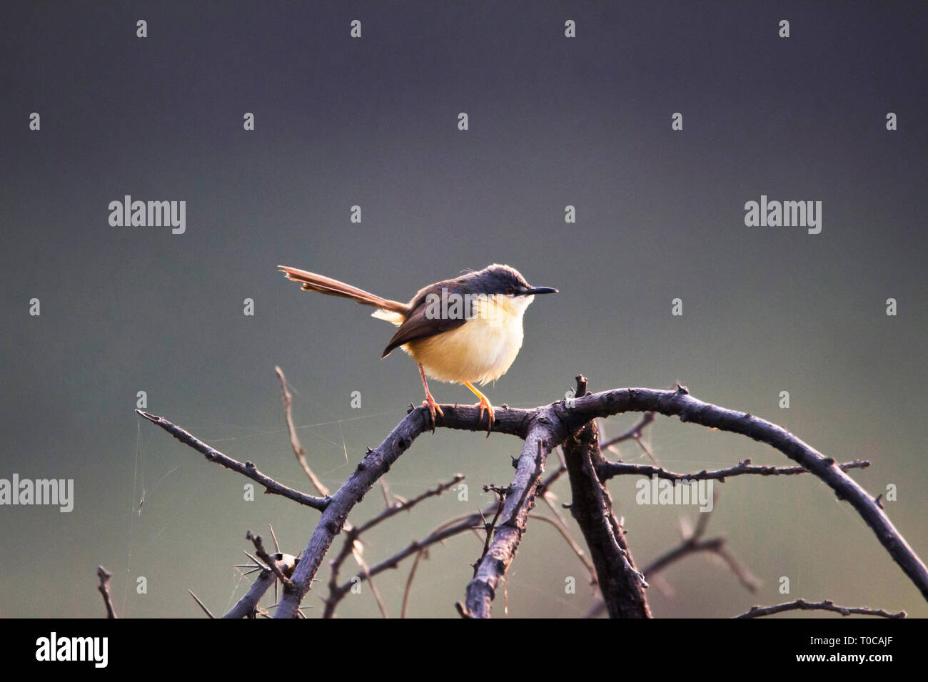 Ashy Prinia or ashy wren-warbler, Prinia socialis, India. Stock Photo