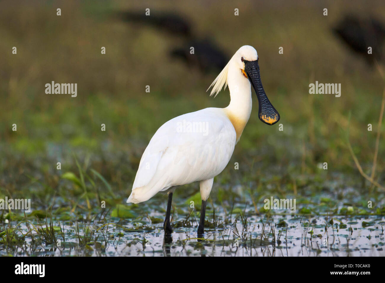 Eurasian spoonbill or common spoonbill, Platalea leucorodia, India. Stock Photo