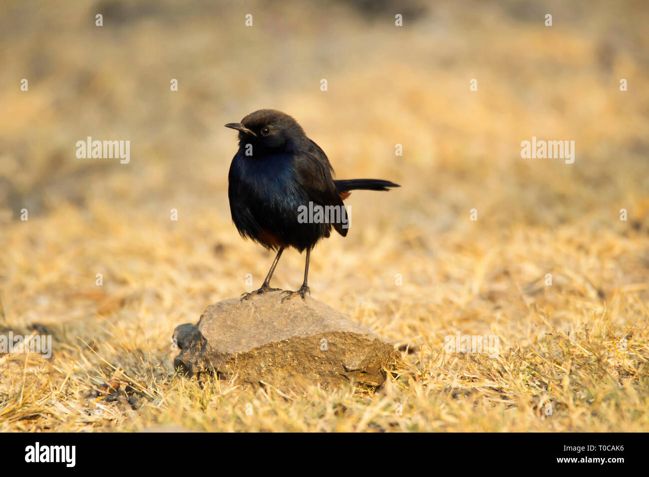 Indian Robin, Copsychus fulicatus, male, India. Stock Photo