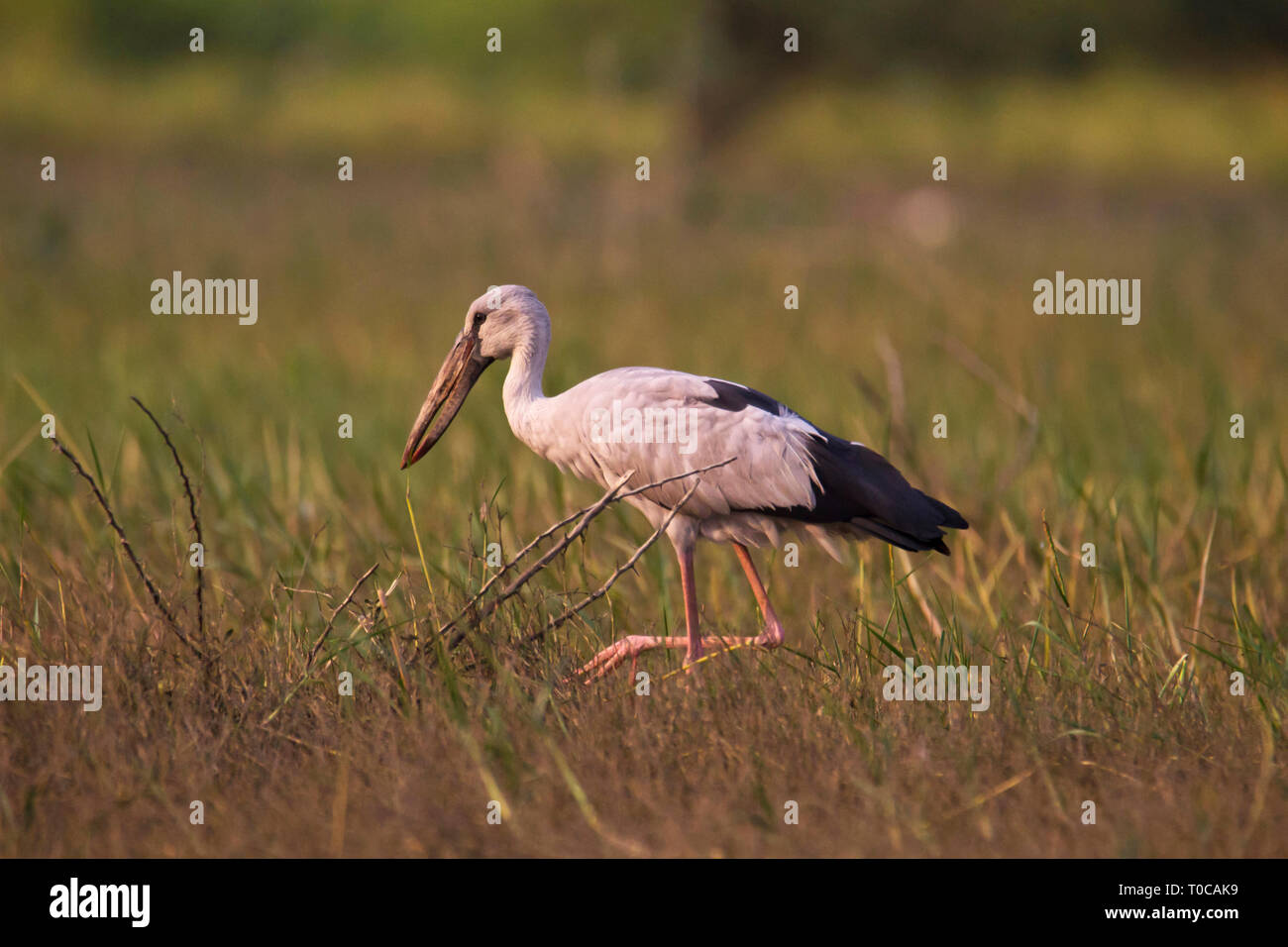Open billed stork, Anastomus oscitans, India. Stock Photo