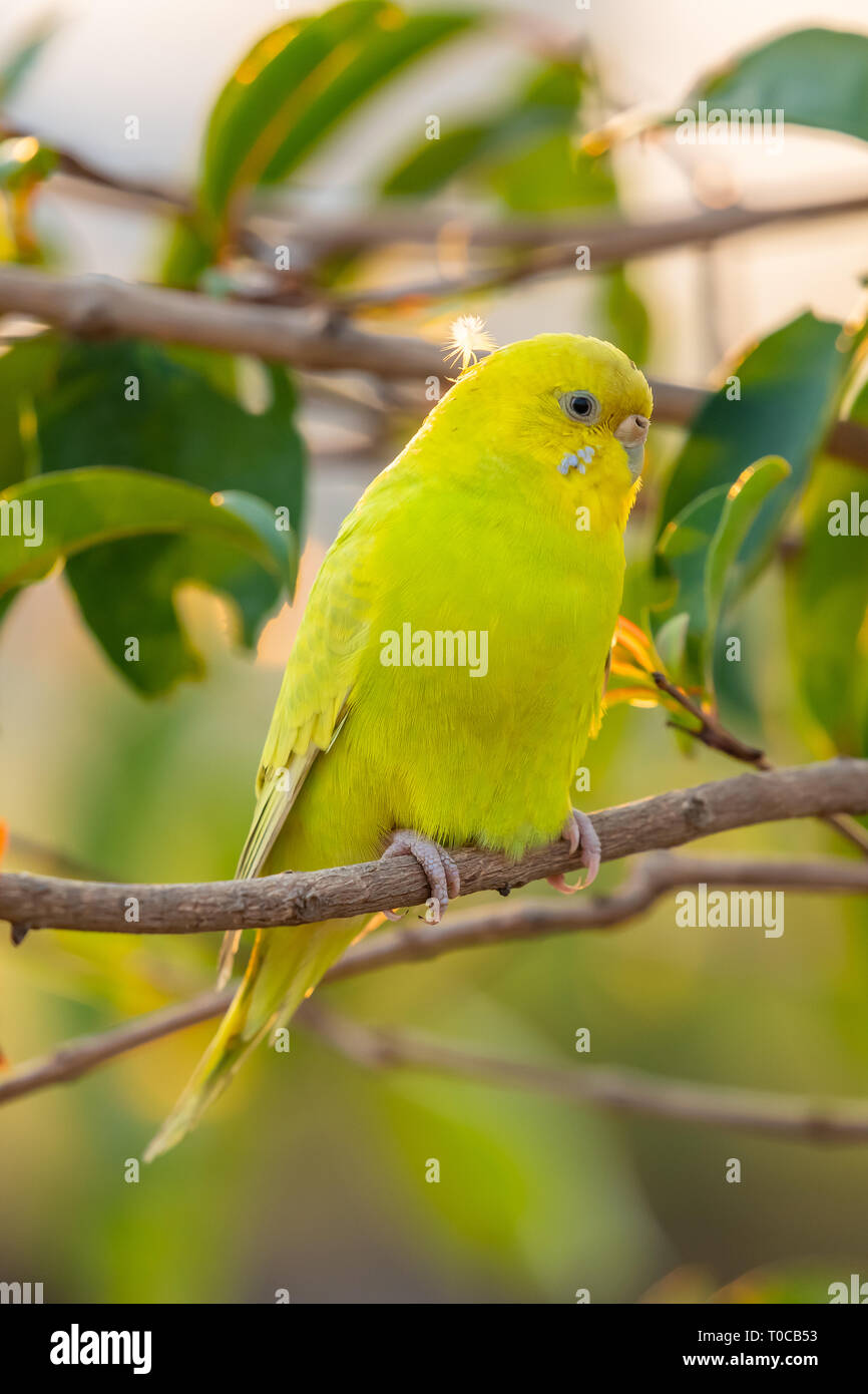 Yellow shell parakeet perching on a perch Stock Photo - Alamy
