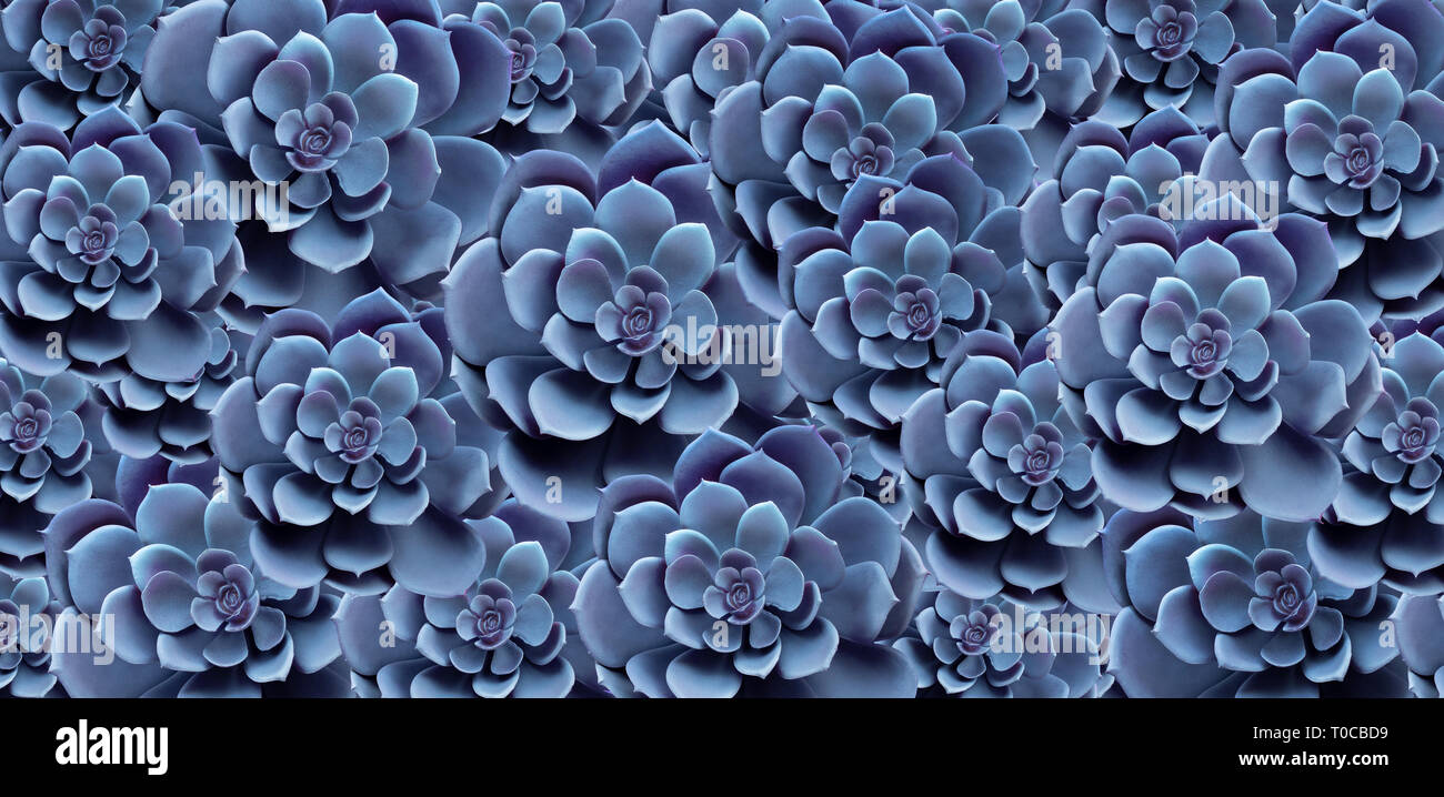 Succulent Plant Pattern Top View In Blue Color For Decorative