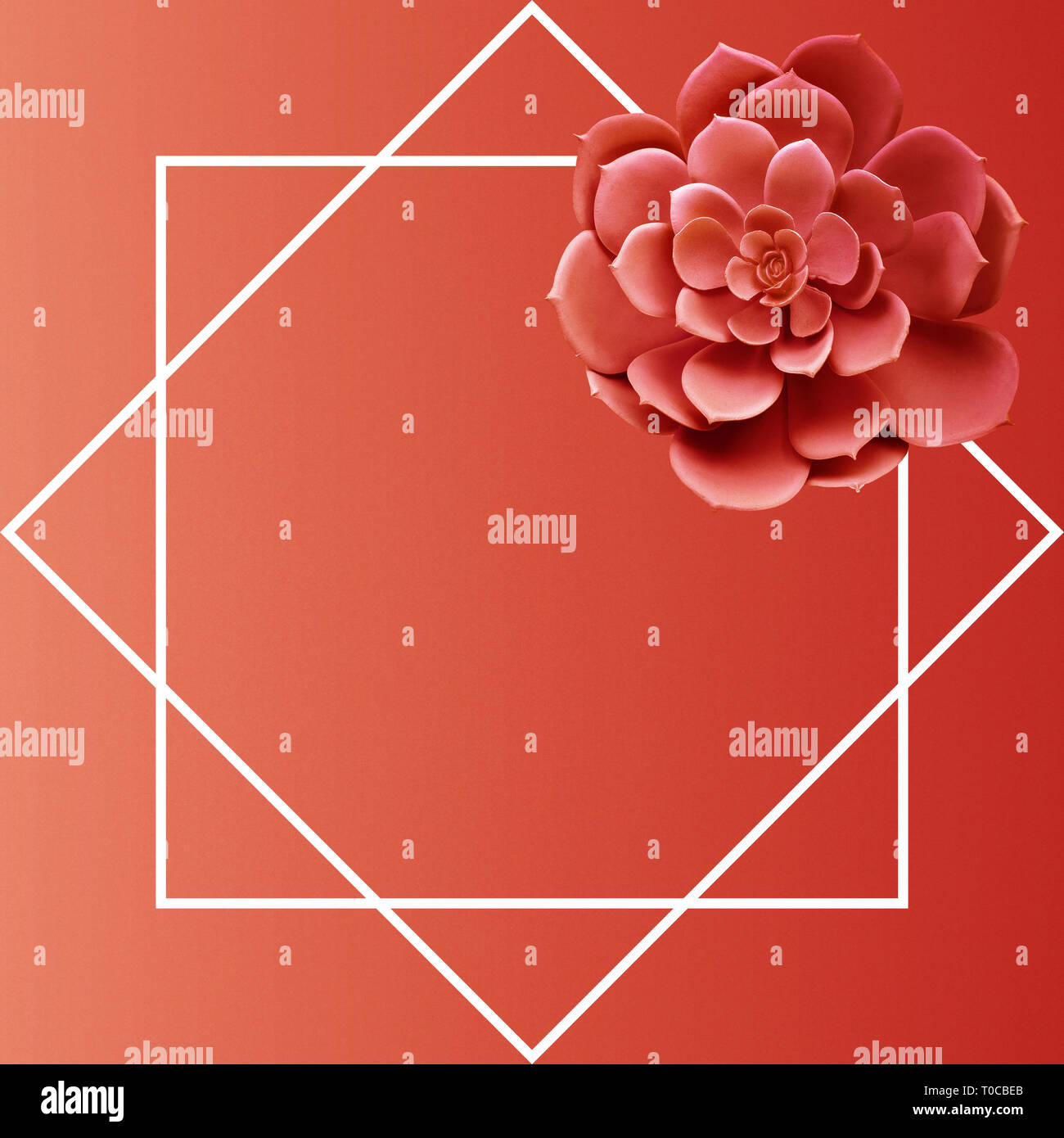 Succulent plant  top view with frame space.For decorative design layout.living coral color of year 2019 Stock Photo