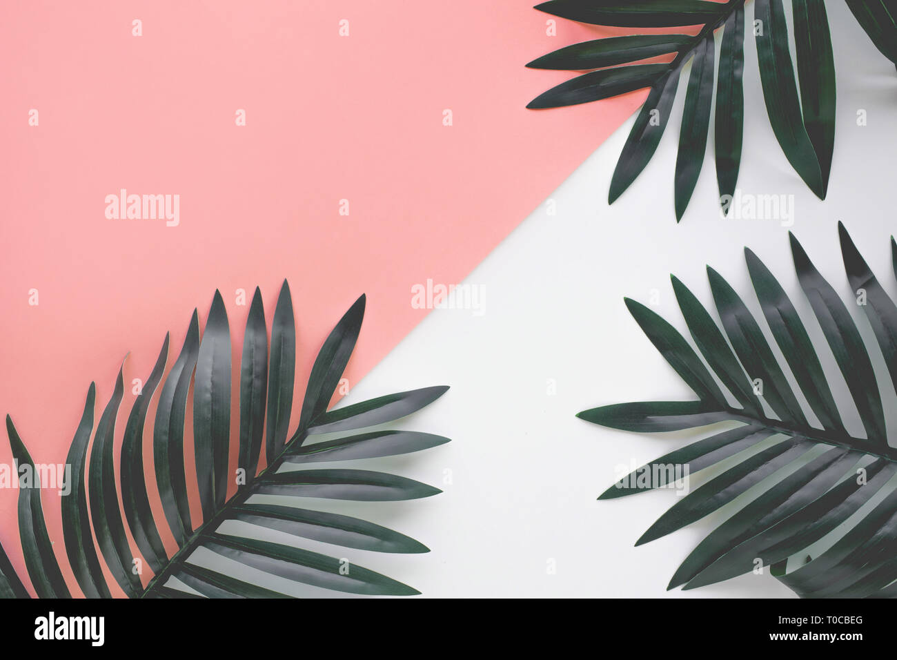 Tropical leaves foliage plant close up with color copy space background