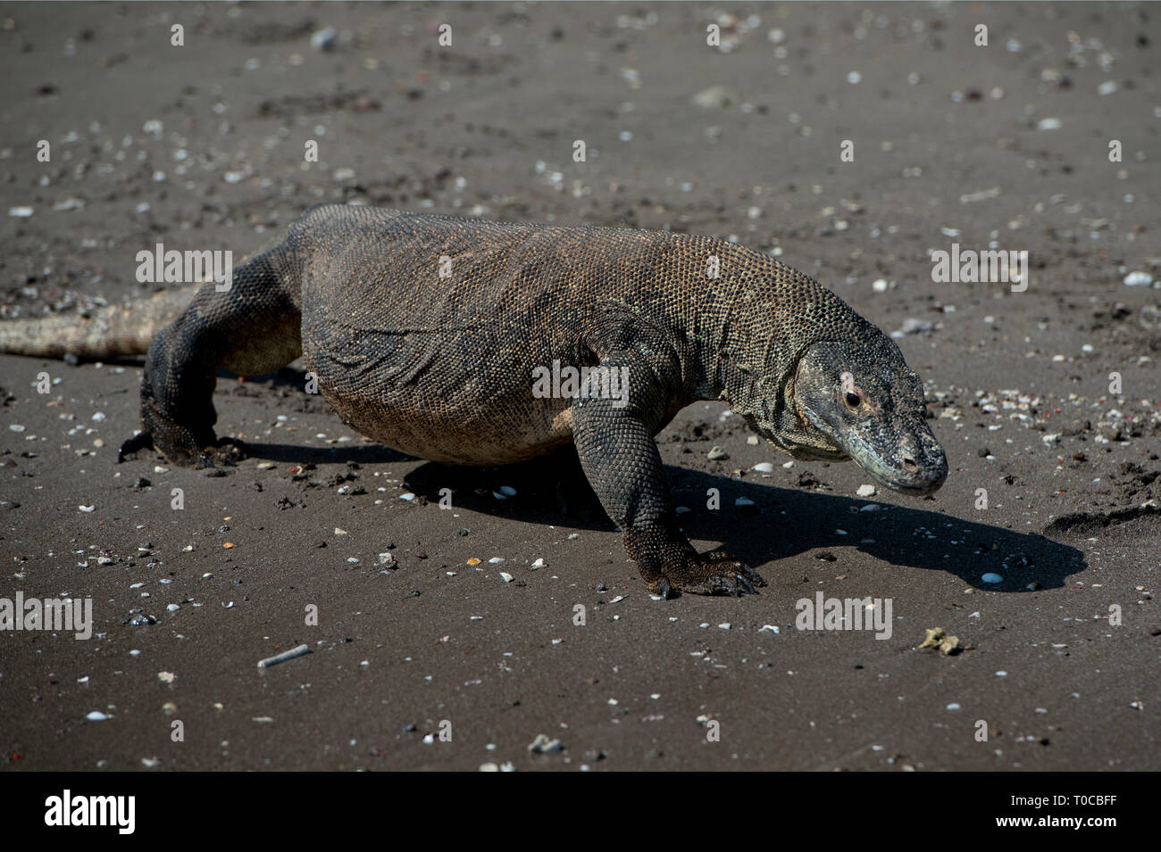 Komodo Dragon, Varanus komodoensis, walking on beach, Horseshoe Bay ...