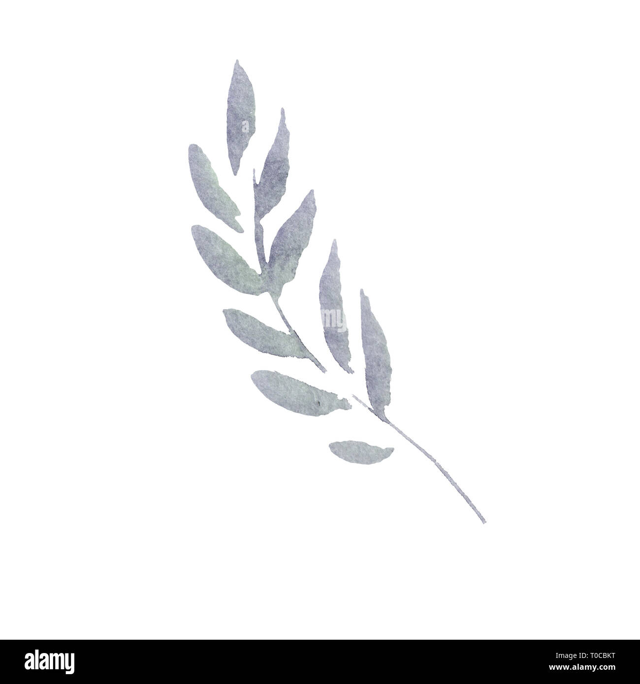 Grey leaf. Leaf plant botanical garden floral foliage. Watercolor