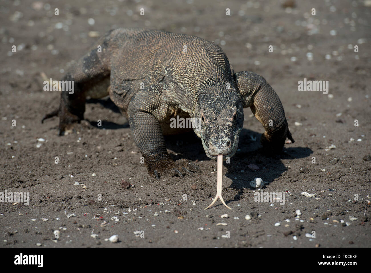 Komodo Dragon, Varanus komodoensis, smelling with tongue on beach, Horseshoe Bay, south Rinca Island, Komodo National Park, Indonesia Stock Photo