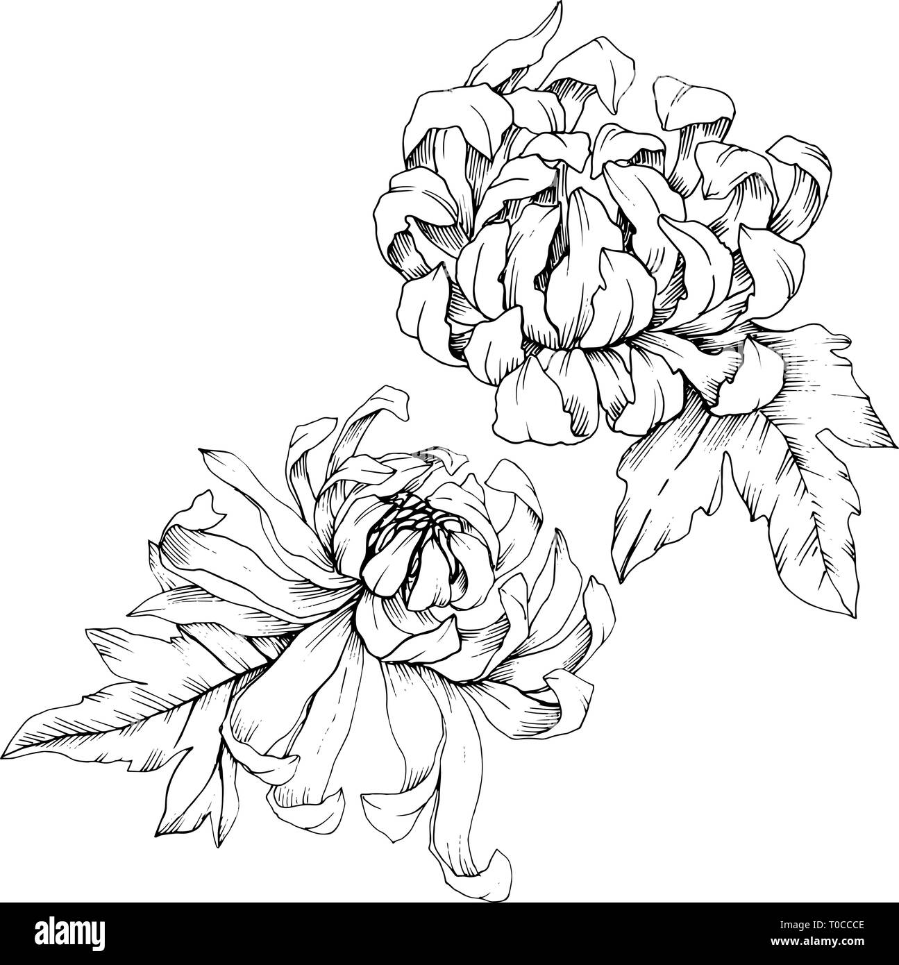 Vector Chrysanthemum floral botanical flowers. Black and white engraved ink art. Isolated flower illustration element. Stock Vector