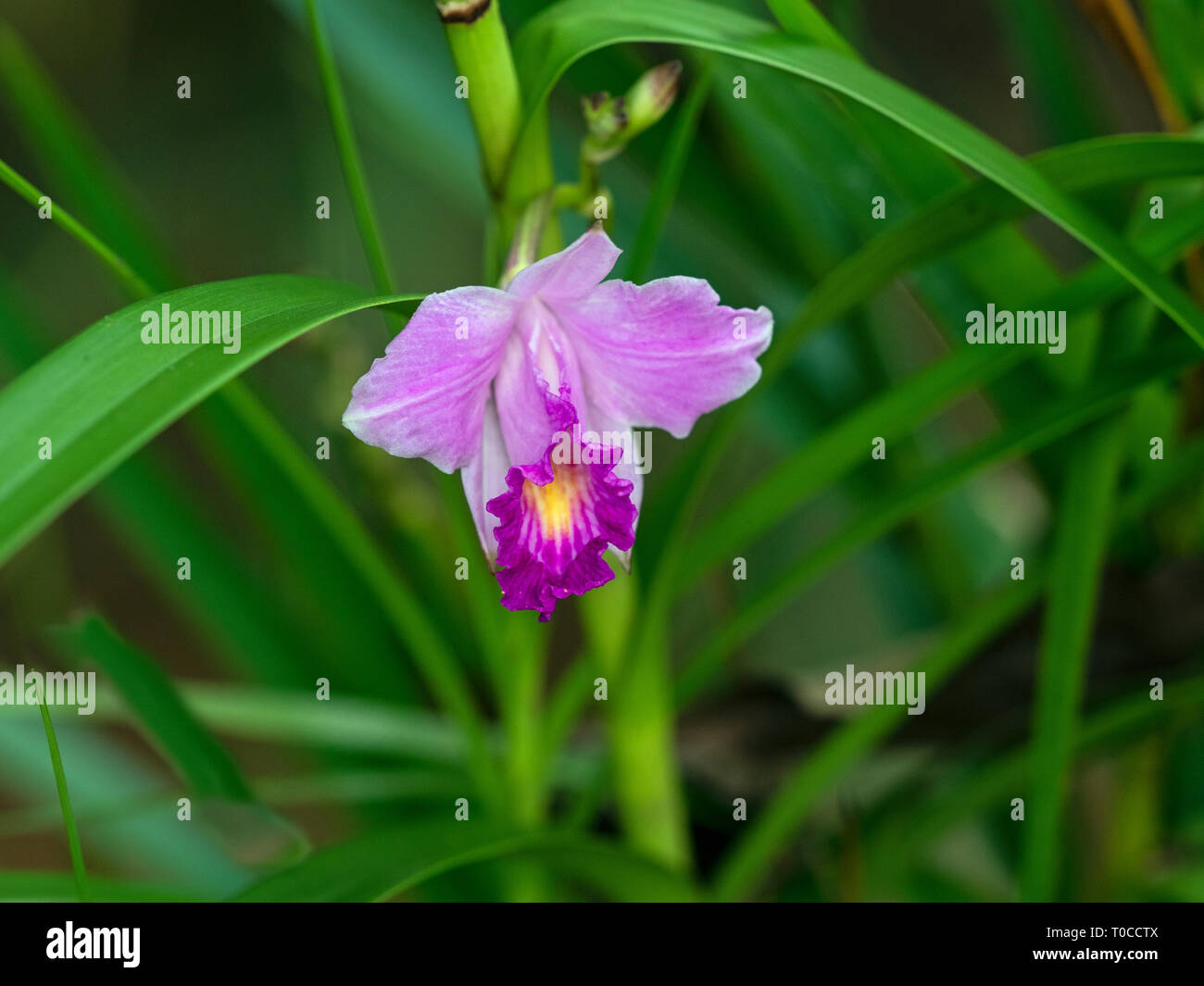 Bamboo orchid Arundina graminifolia   Costa Rica Stock Photo