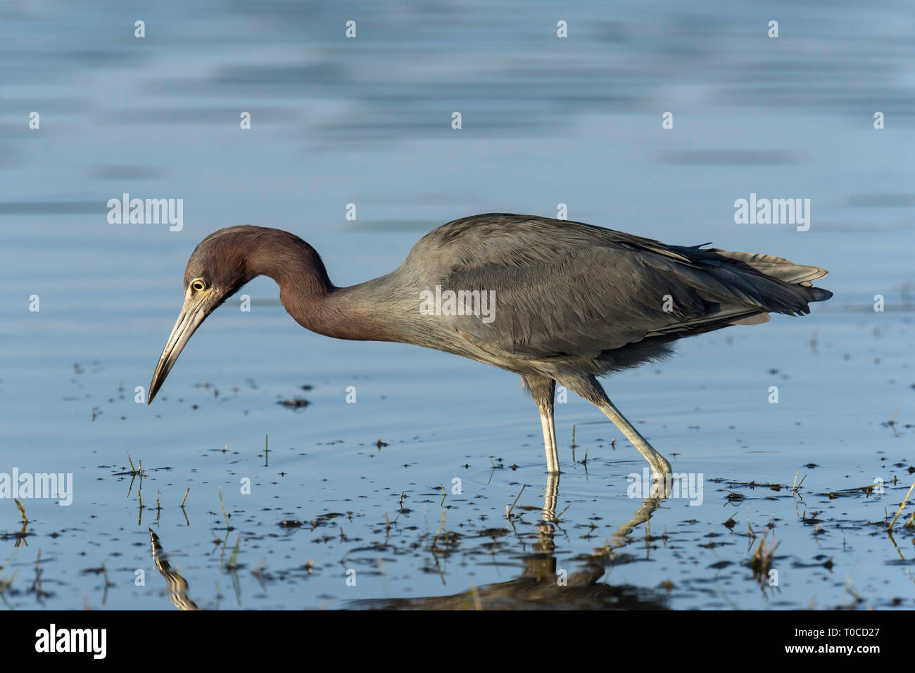 Little blue heron (Egretta caerulea) fishing in the sea near Tigertail ...