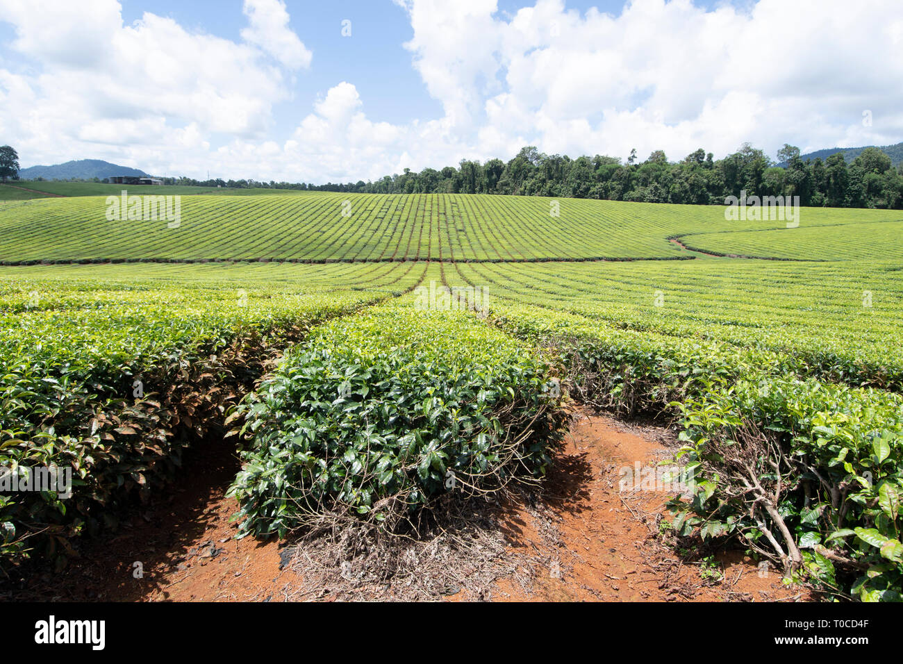 View of a tea plantation in the Atherton Tablelands, Far North