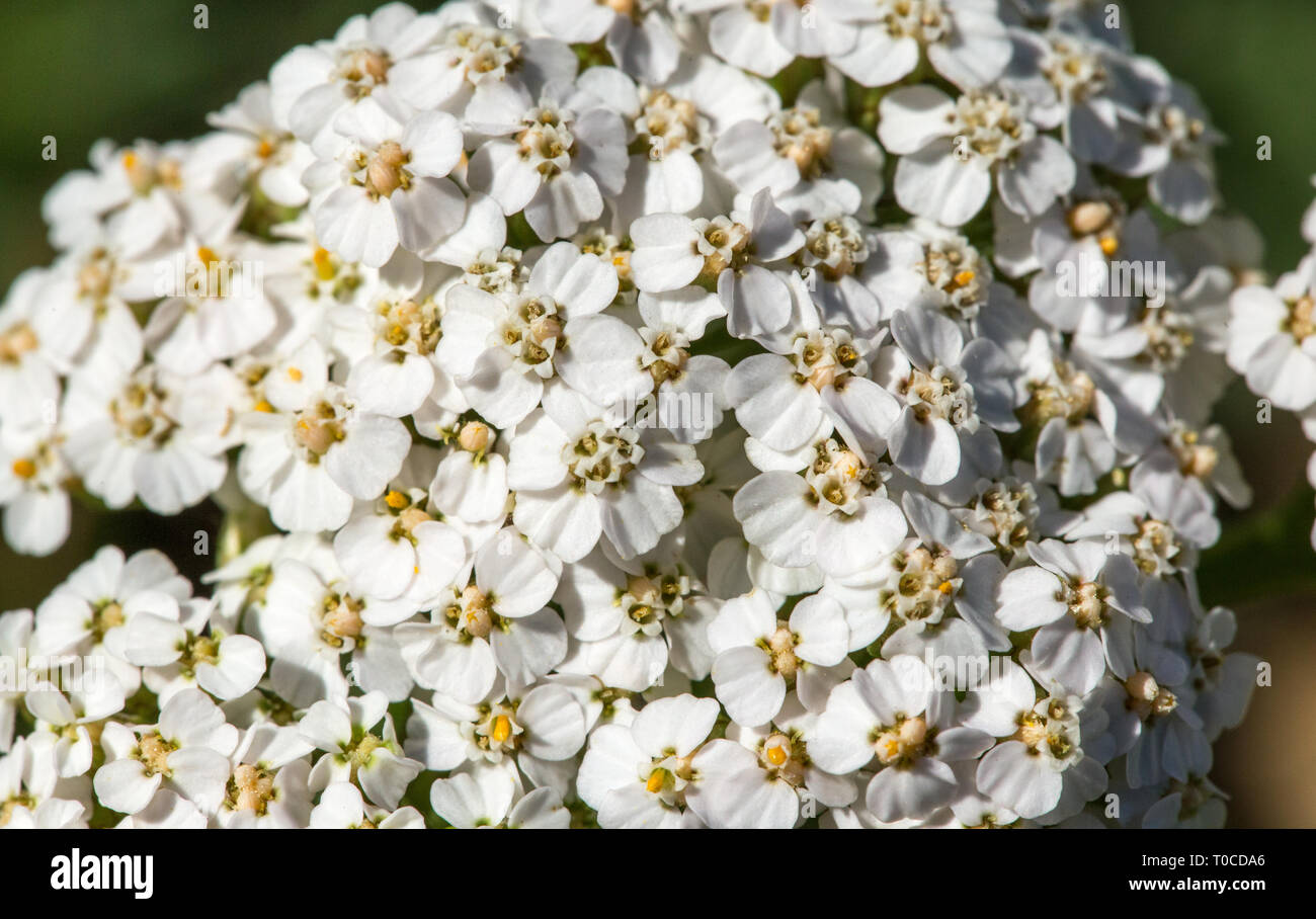 Common Yarrow, Achillea millefolium flowering plant isolated Stock Photo