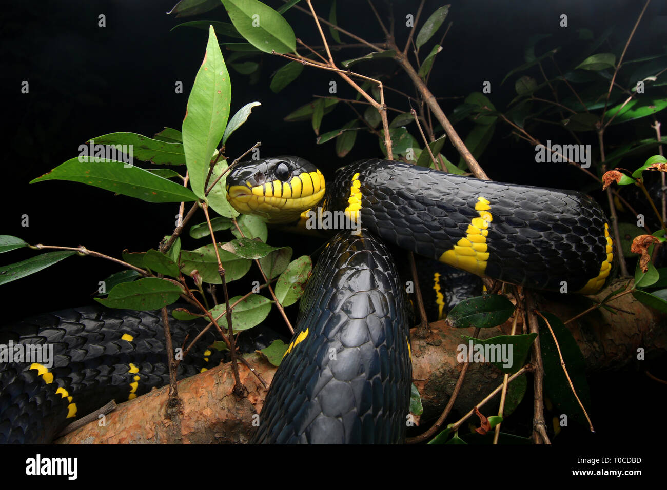 Mangrove Cat Snake Stock Photo