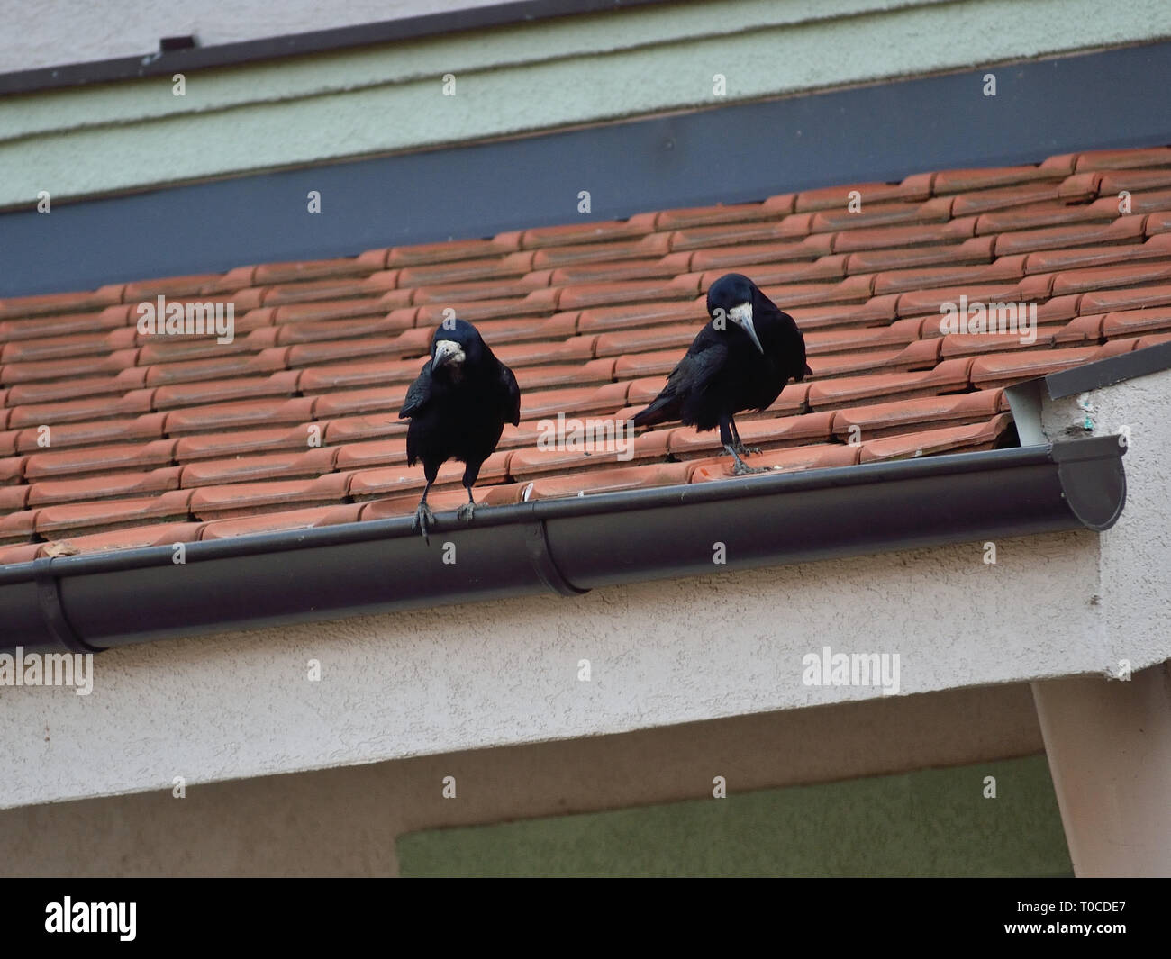 Carrion crow couple on a rain gutter on roof Stock Photo