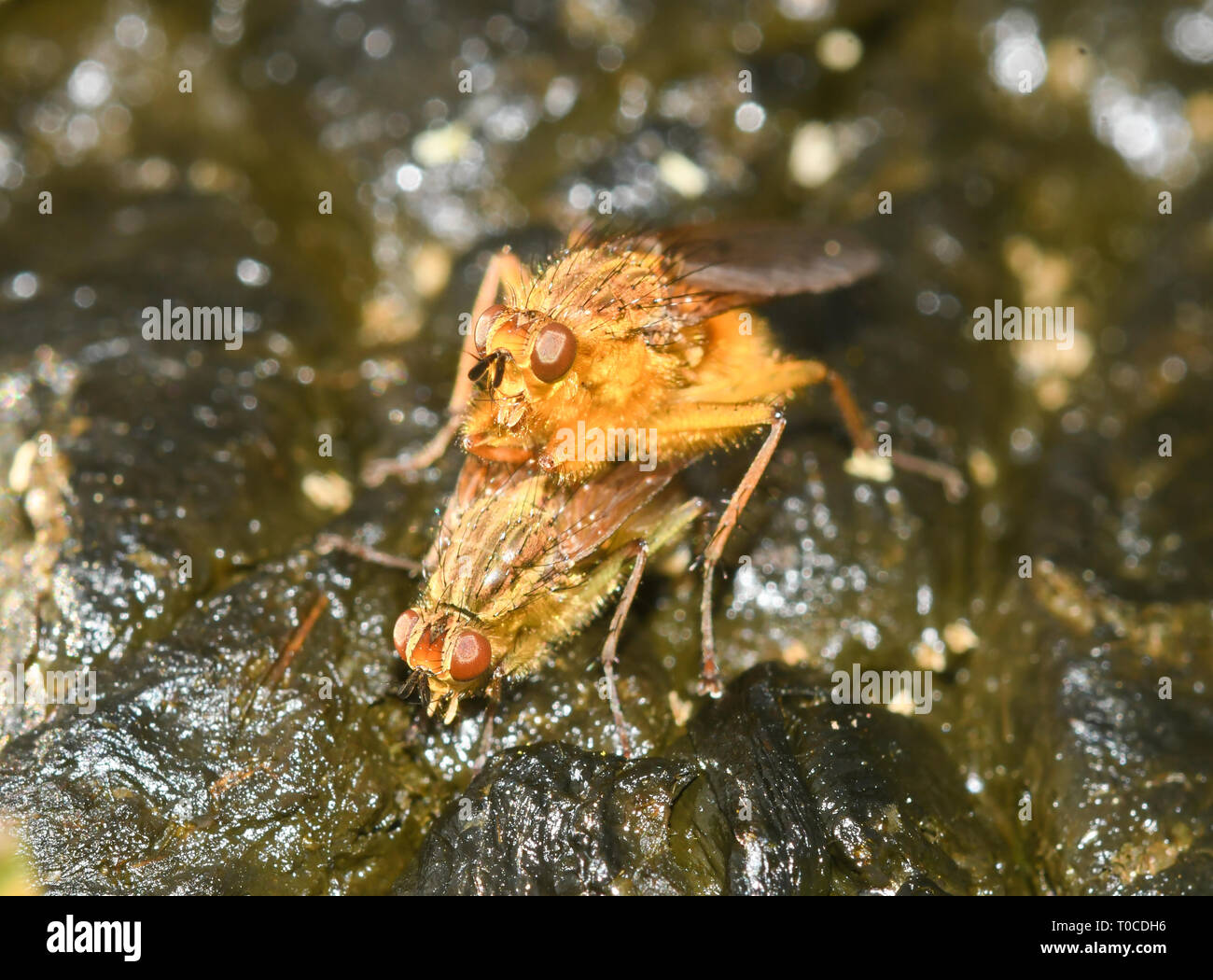 golden dung fly copulating on fresh manure Stock Photo - Alamy