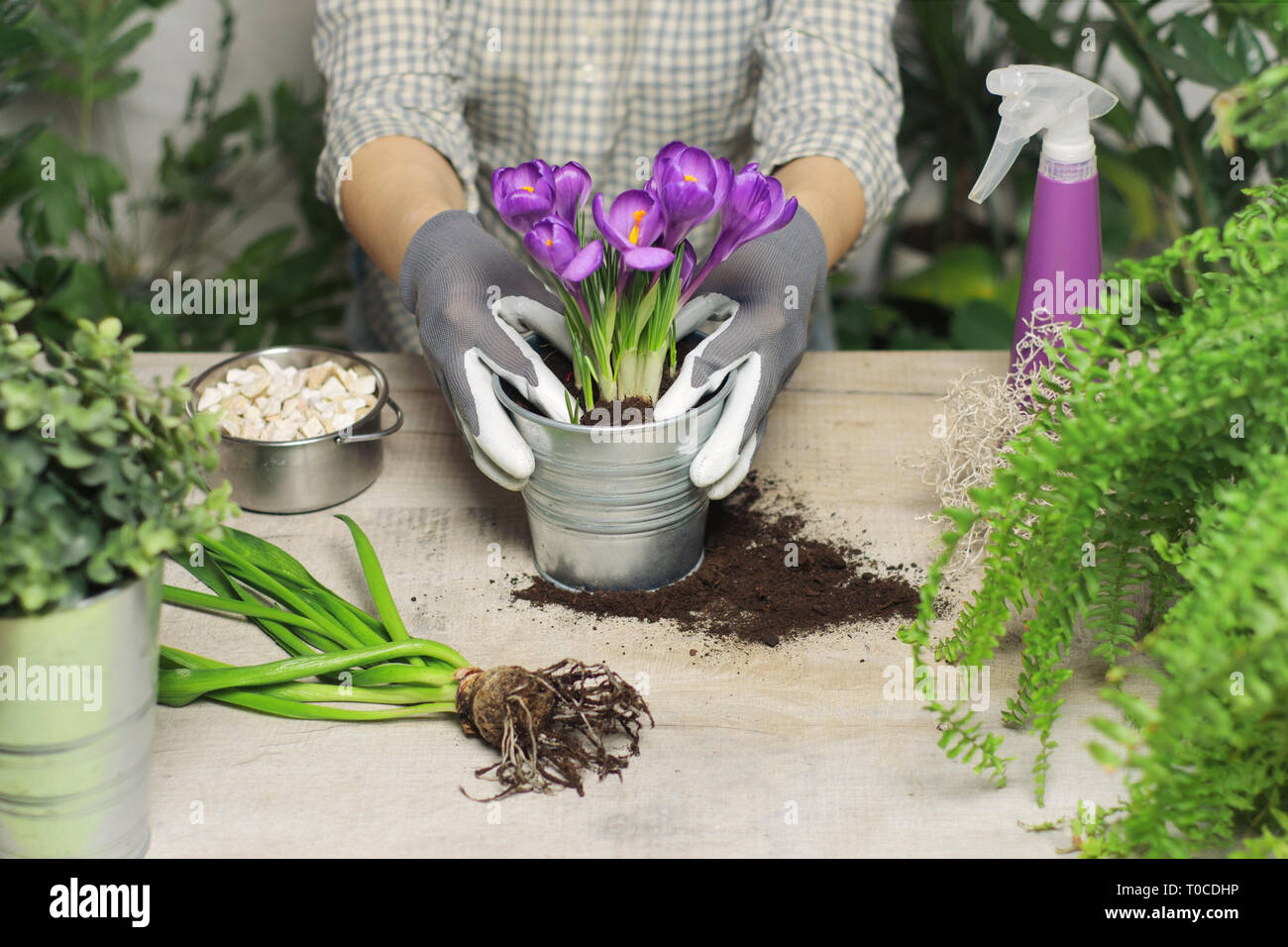 Women hands who planting flower in pot. Potted flower, ground and gloves on a wooden table. Spring gardening background. Stock Photo