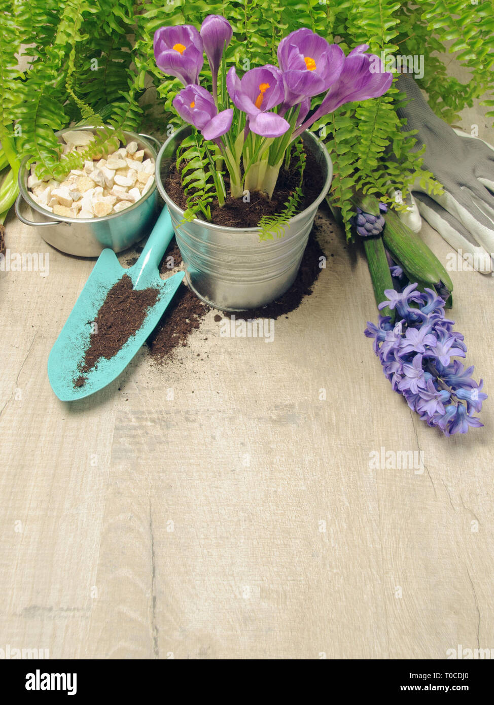 Potted flower, ground, spade and gloves on a wooden table. Spring gardening background. Stock Photo