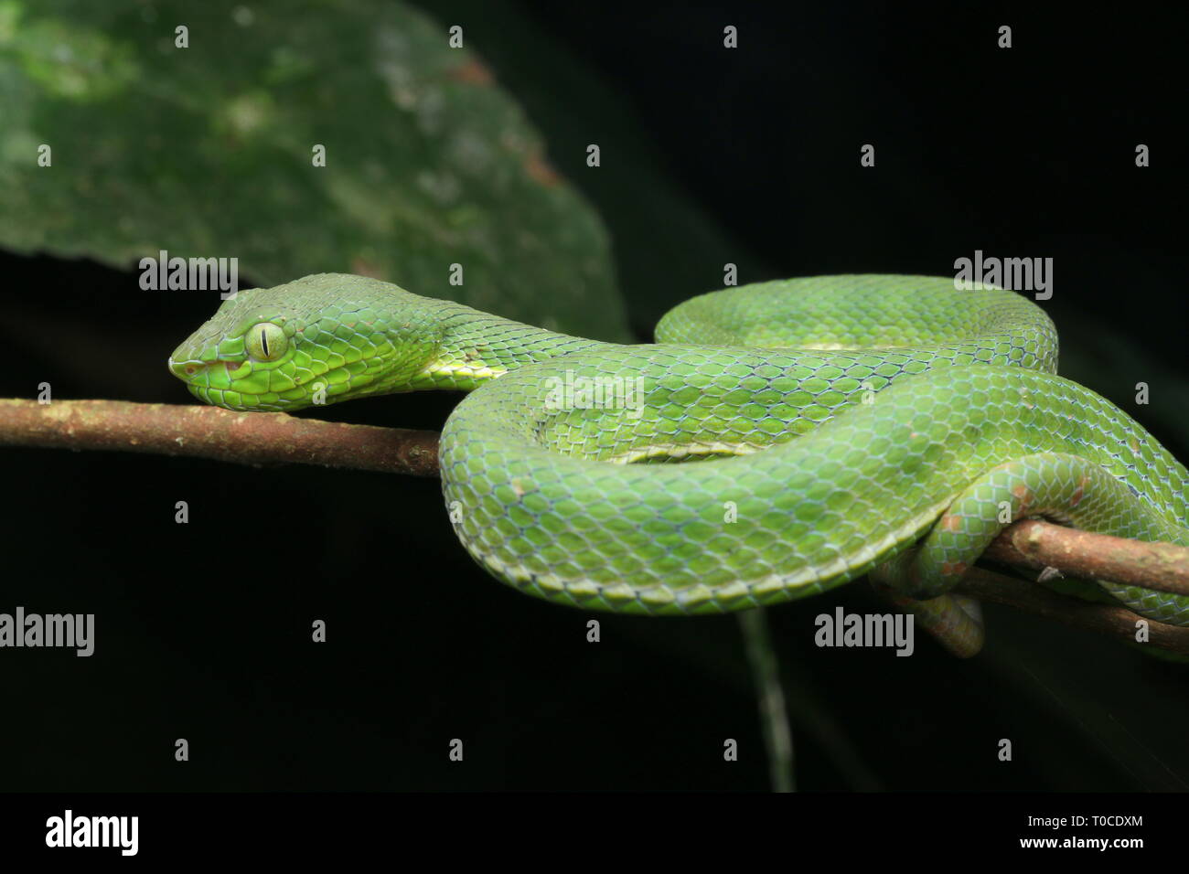 Venomous montane pit viper hires stock photography and images Alamy
