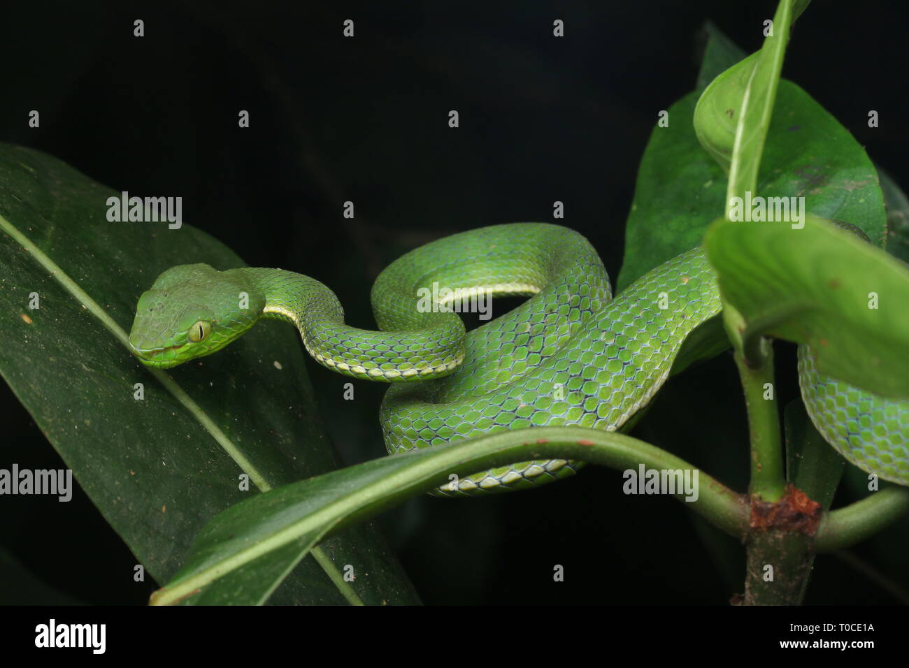 Hagen's Pit Viper Stock Photo - Alamy