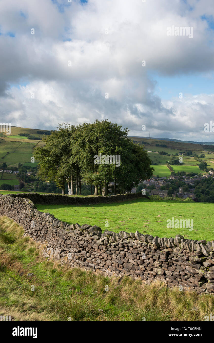 'Twenty trees' on the hillside above the village of Hayfield, Derbyshire, England on a sunny summer day. Stock Photo