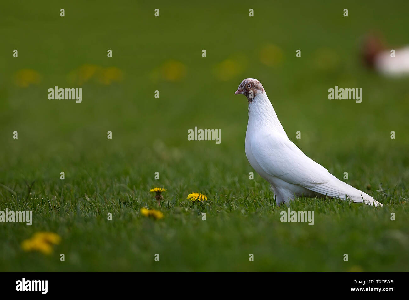 White pigeon in the wild Stock Photo Alamy