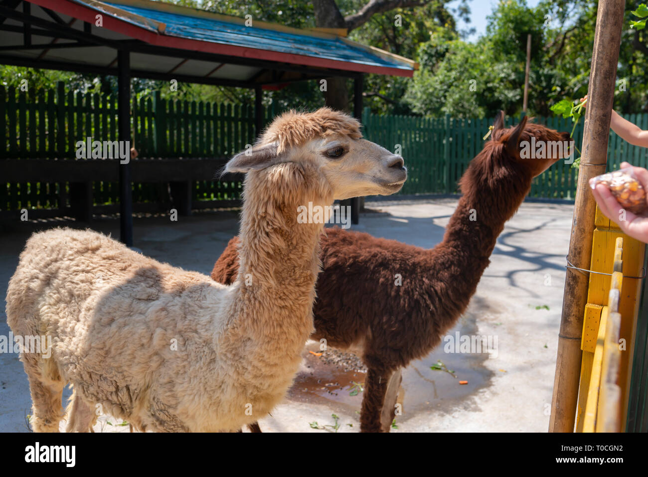 feeding alpacas in a zoo Stock Photo Alamy