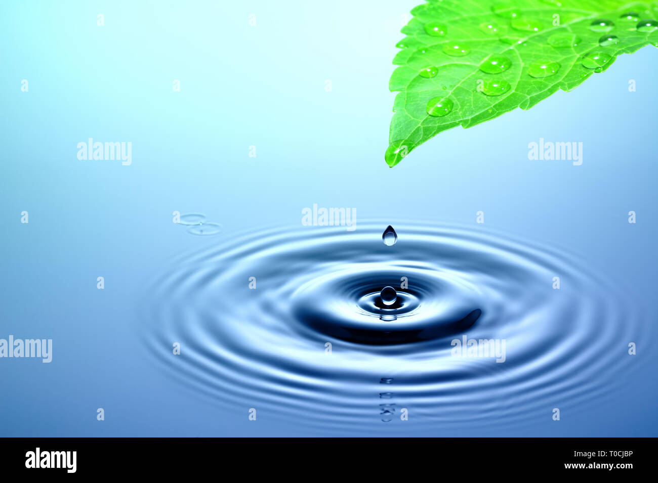Drop of rain falling from green leaf to smooth water surface Stock ...