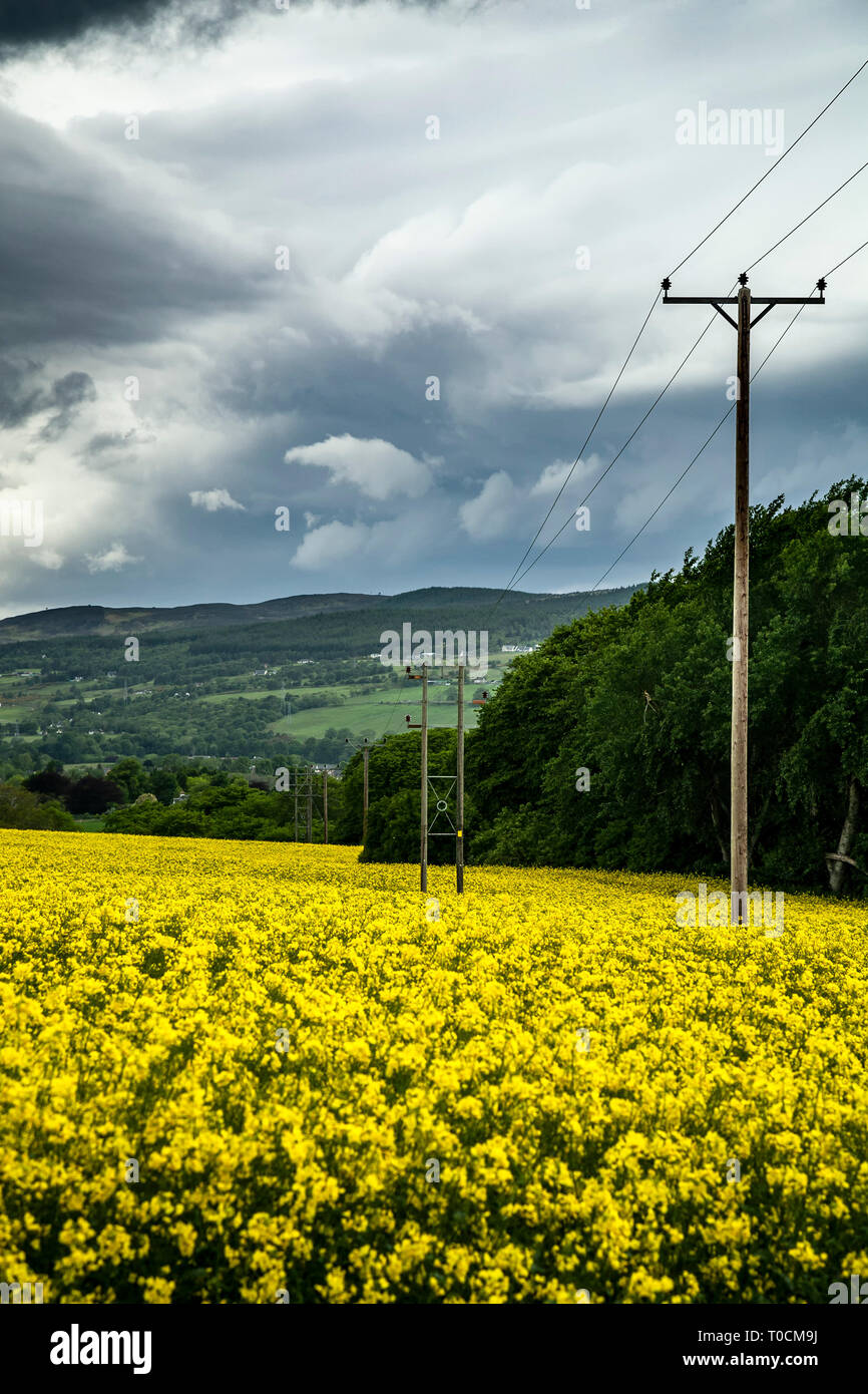 Rapeseed plant (Brassica napus) field and utility poles, near Inverness, Scotland, United Kingdom Stock Photo