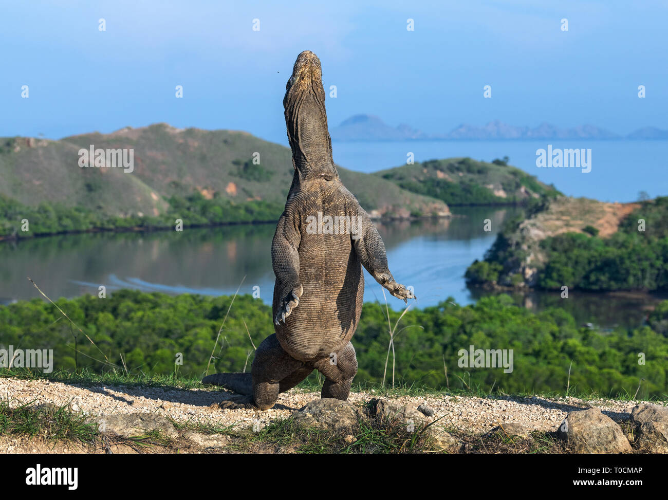 The Komodo dragon  stands on its hind legs. Scientific name: Varanus komodoensis. Biggest living lizard in the world. Rinca island. Indonesia. Stock Photo