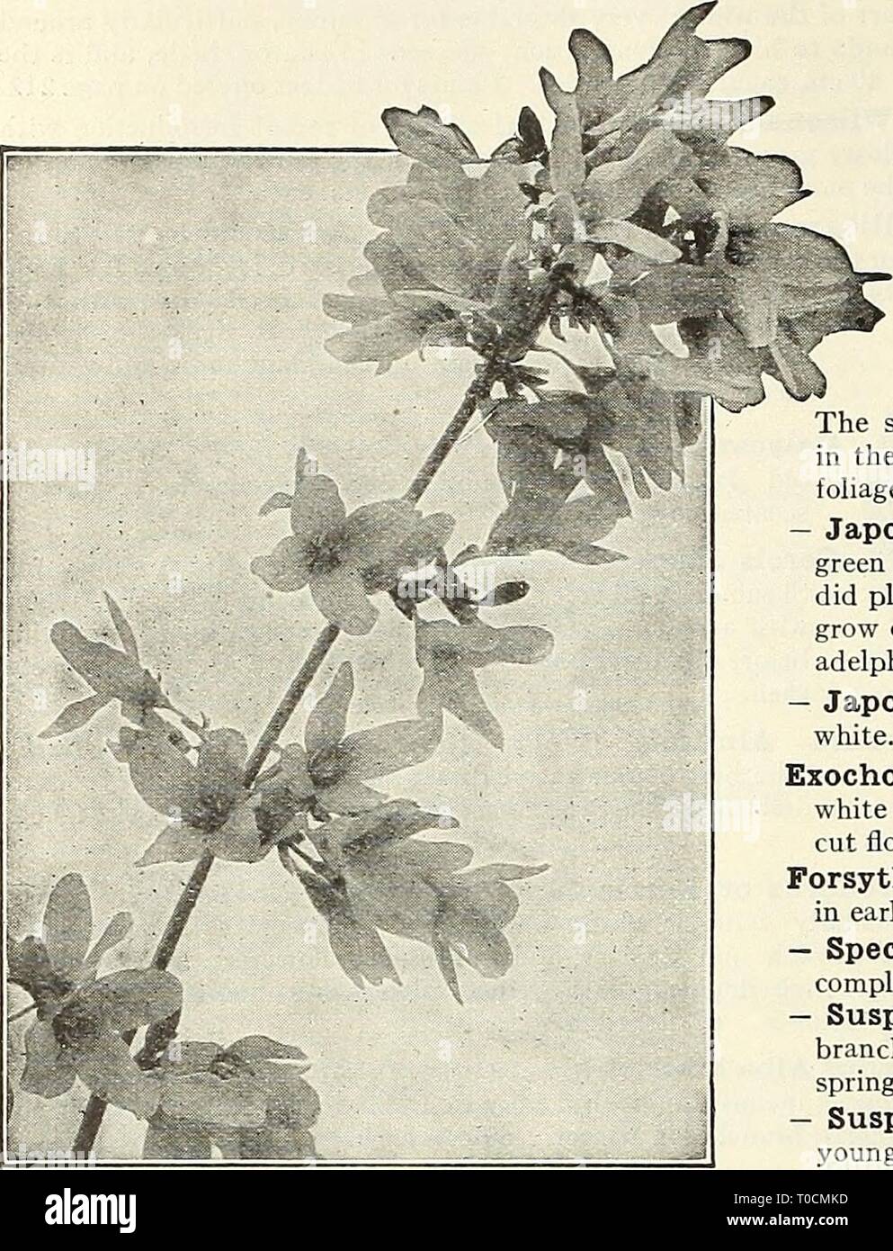 Dreer's garden book 1930 (1930) Dreer's garden book 1930 dreersgardenbook1930henr Year: 1930  202 /flEIMM M CHOICE HARDY SHRUBS &gt;HMEIiPlM !    FORSYTHIA Crataegus Oxyacantha Paul's Double (English Hawthorn). This is the finest variety with brilliant scarlet double flowers. Plants 3 to 4 feet high, $2.00 each. Desmodium Penduliflorum. A Shrub which dies to the ground in winter but comes up vigorously in spring, throwing up shoots 3 to 4 feet high, which bear during September attractive sprays of bright rose colored pea-shaped flowers. 60 cts. each. Deutzias. Well-known profuse flowering Shru Stock Photo