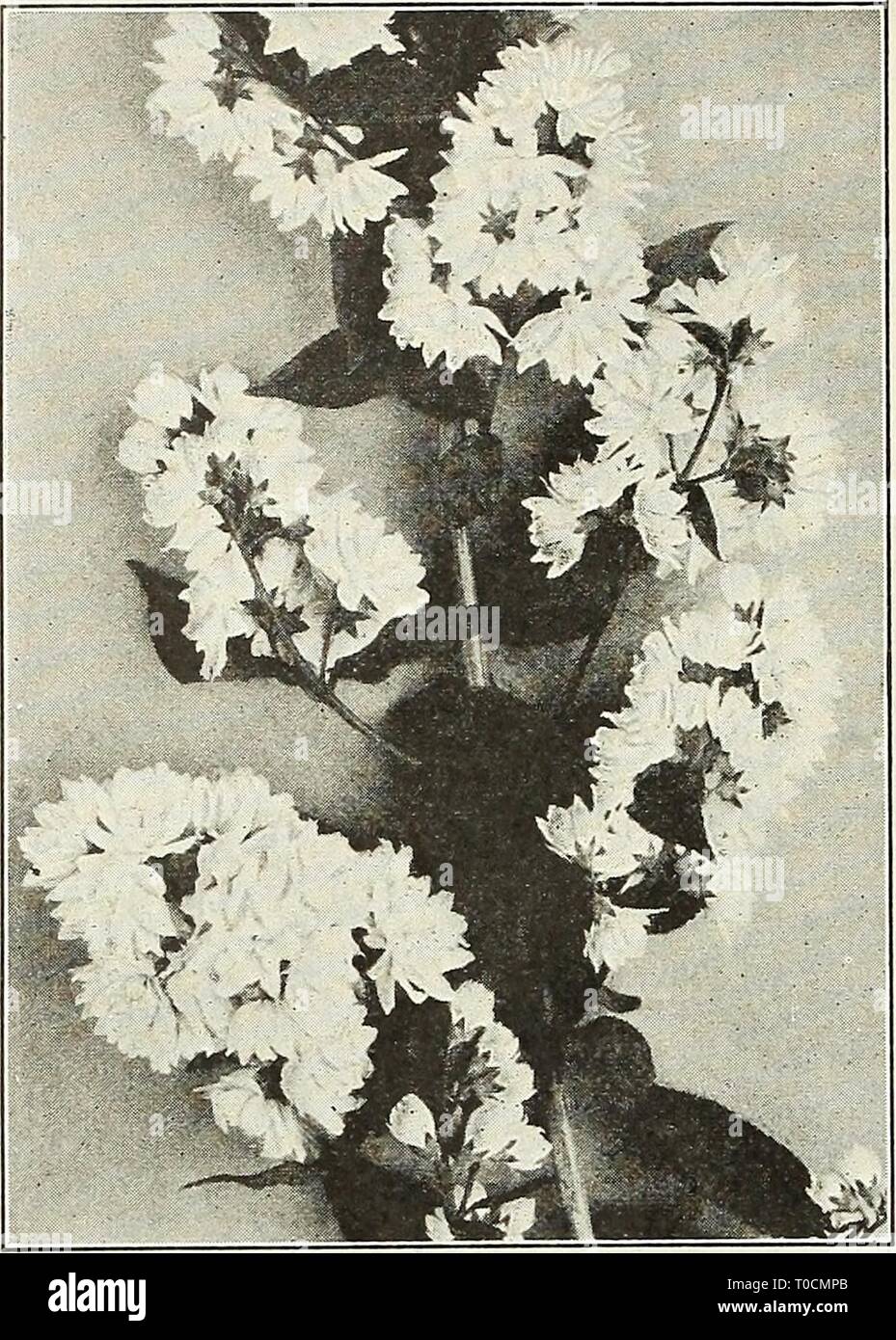 The Plant Hunter Deutzia Redux