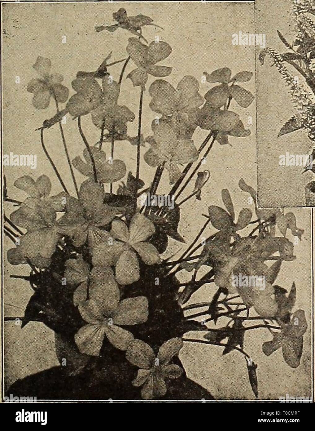 Garden Rar Flowers High Resolution Stock Photography And Images Alamy Garden Rar Flowers High Resolution Stock Photography And Images Alamy
