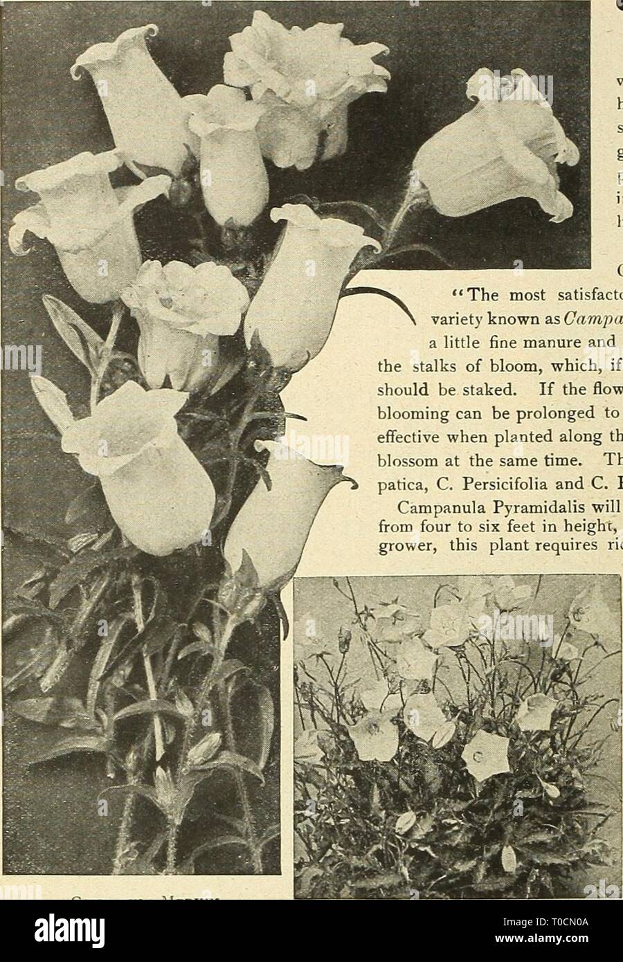 Dreer's garden book 1916 (1916) Dreer's garden book 1916 dreersgardenbook1916henr Year: 1916  206    Campanula Medium (Canterbury Bells) CAMPANULAS, or, BELLFOWERS. Indispensable hardy garden flowers, of much variety of form, some being of tall and imposing habit, while others are dwarf, compact little plants, suitable for edging, rockwork, etc. x They like a good rich soil, and last much longer in bloom if planted in a half-shady place. All of the taller-grow- ing kinds should be staked to prevent injury from high winds. Mrs. Ely, the author of 'A Woman's Hardy Garden,' says: 'The most satisf Stock Photo