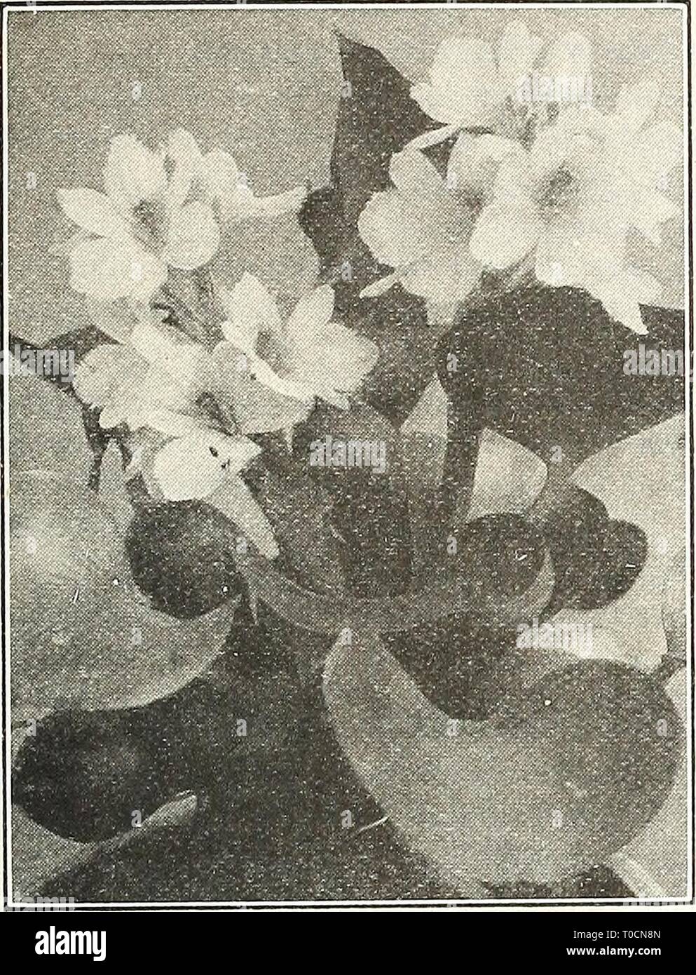 Dreer's garden book 1924 (1924) Dreer's garden book 1924 dreersgardenbook1924henr Year: 1924  pfJAMll MffERLILIES^ AQUATICS A 209 SCELLANEOUS AQUATICS    EiCHHORNiA (Water Hyacinth) For marginal and shallow water planting. Acorus Japonicus Variegatus (Variegated Sweet Flag). 25 cts. each. Cyperus Alternifolius {Umbrella Planl). 25 cts. each; $2.50 per doz. Cyperus Papyrus (Papyrus Ajitiqiiorum). The true Egyptian Paper Plant. 50 cts. each; specimen plants in 11 in. tubs, $2.50 each. Eichhornia Azurea. Flowers a lovely shade of lavender-blue. This species of Water Hyacinth requires to be plante Stock Photo
